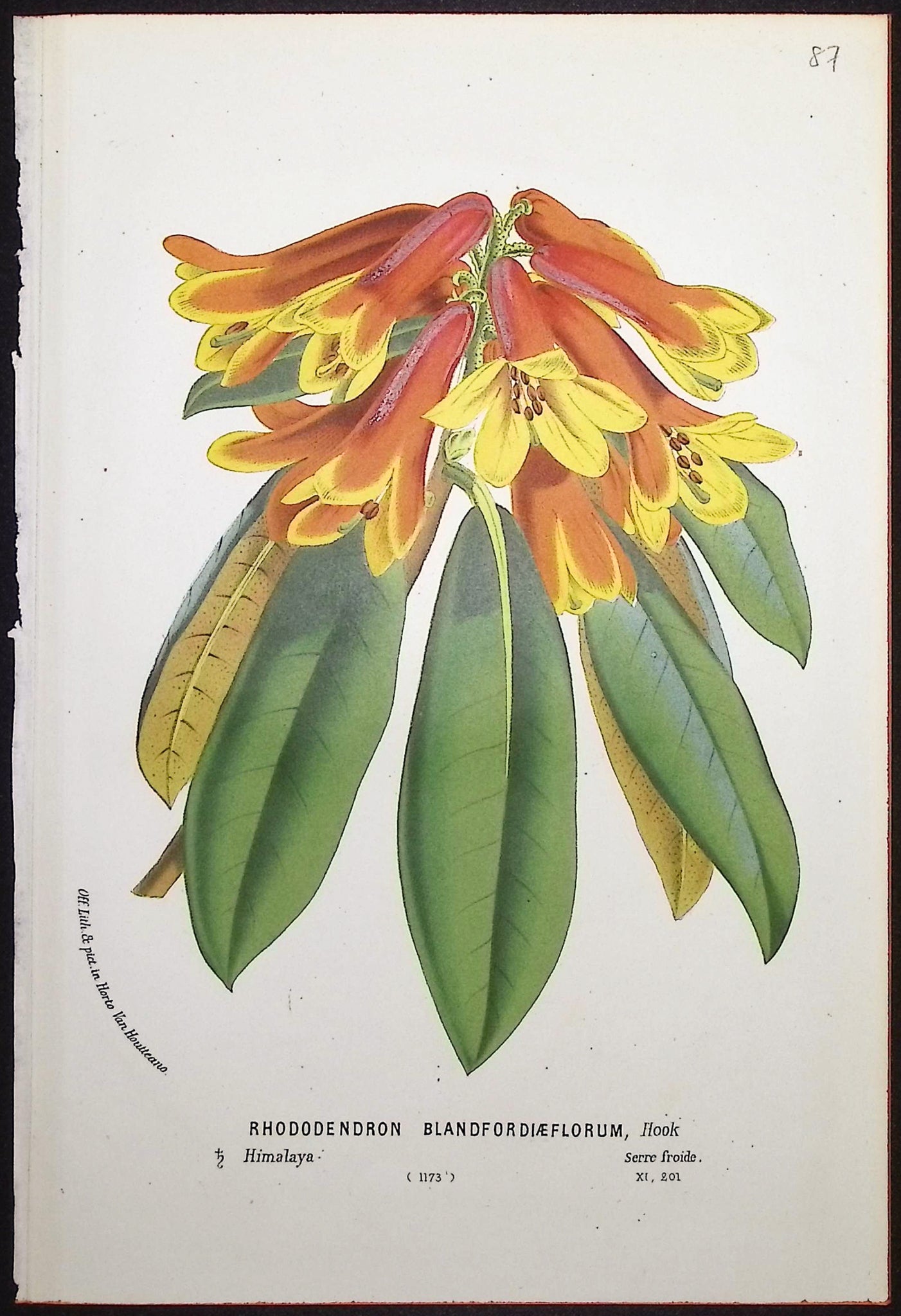 Rhododendron