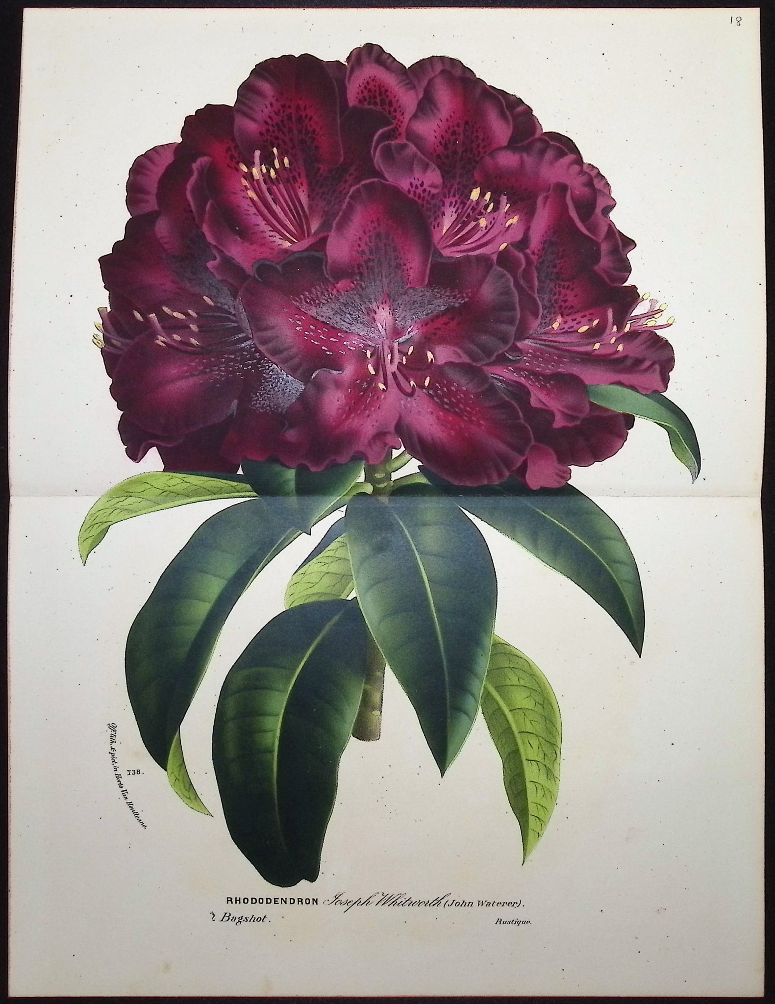 Rhododendron