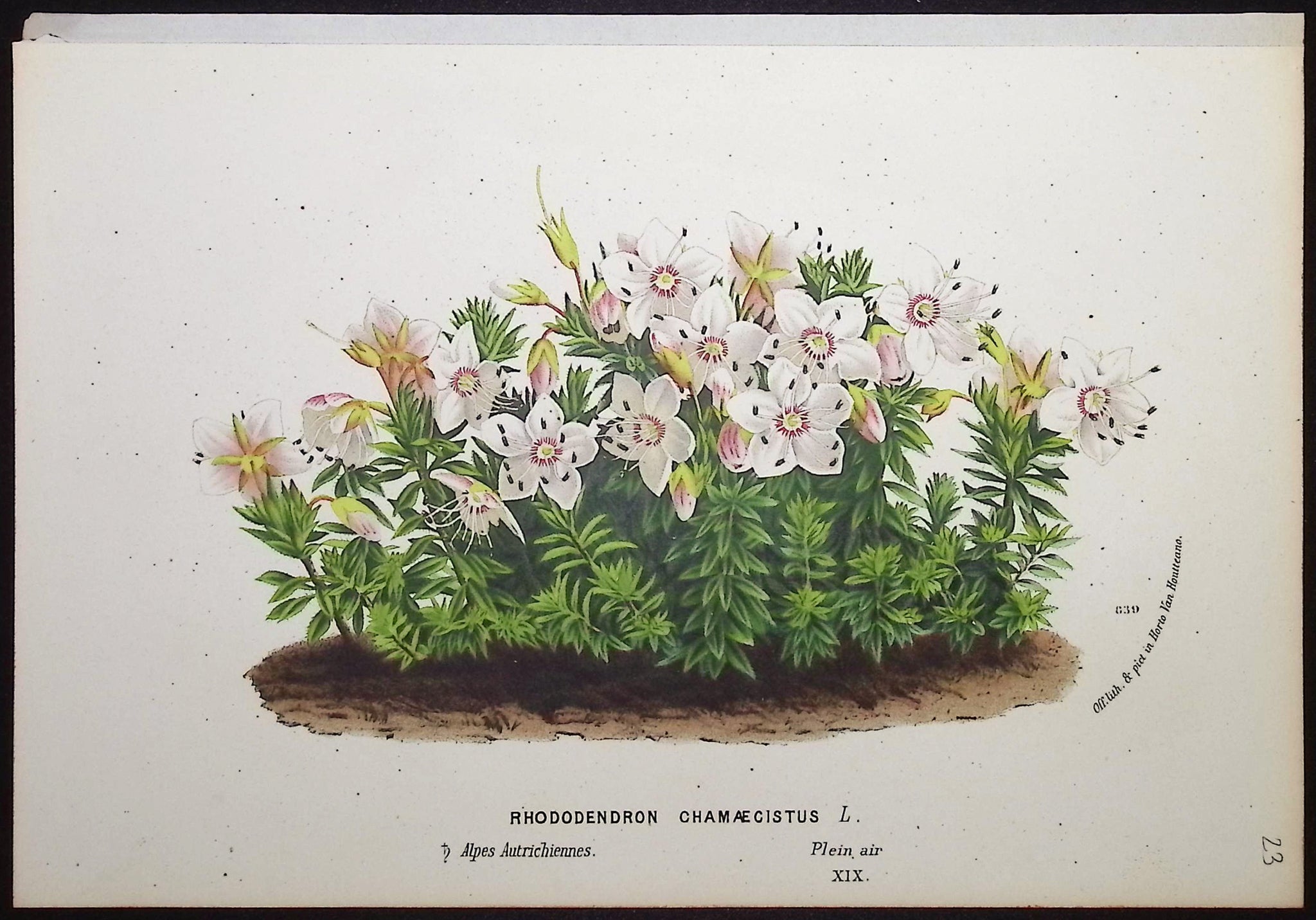 Rhododendron
