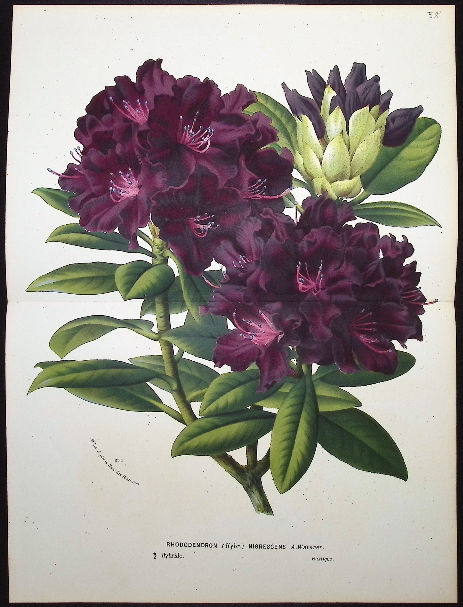 Rhododendron