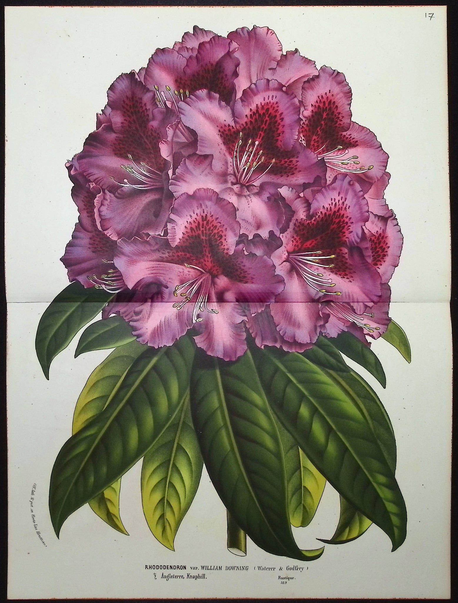 Rhododendron
