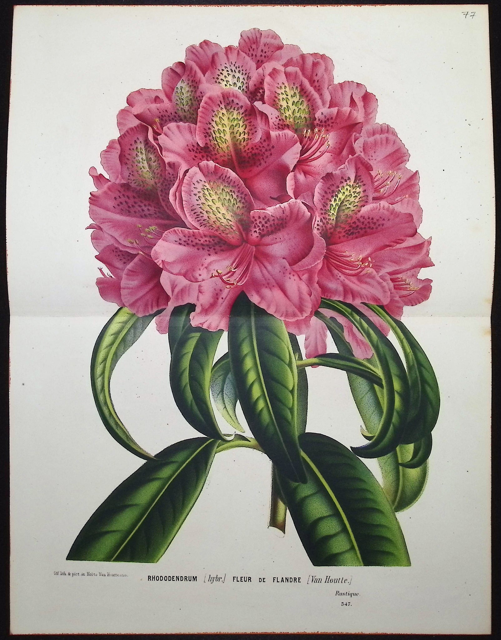 Rhododendron
