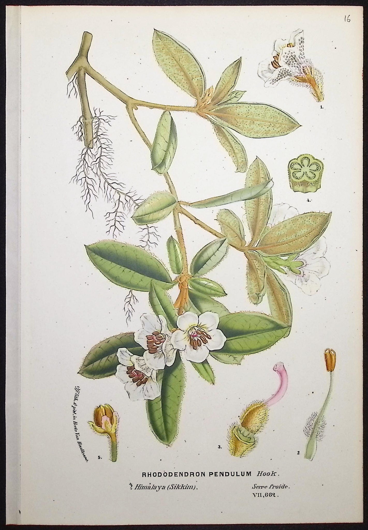 Rhododendron