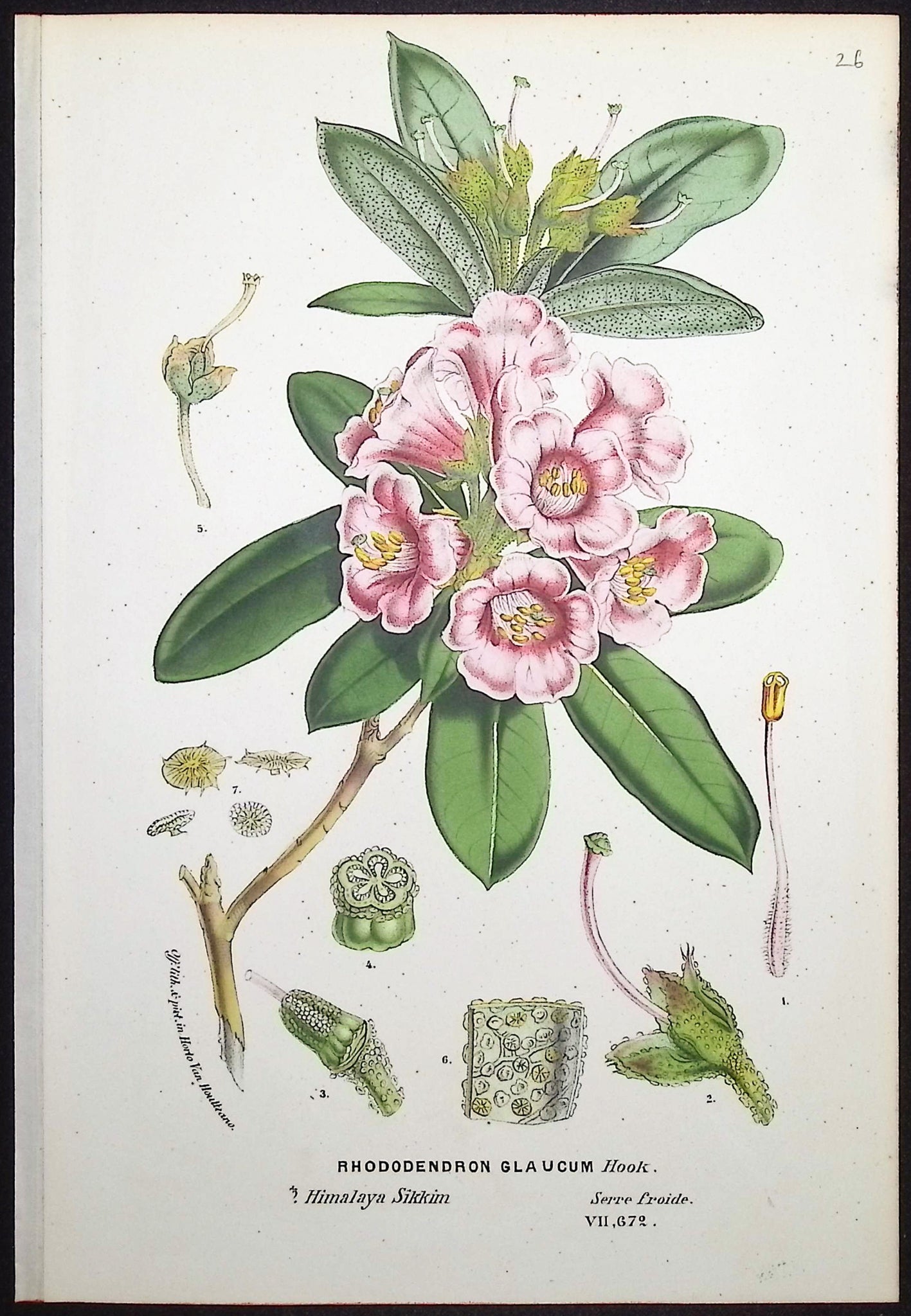 Rhododendron