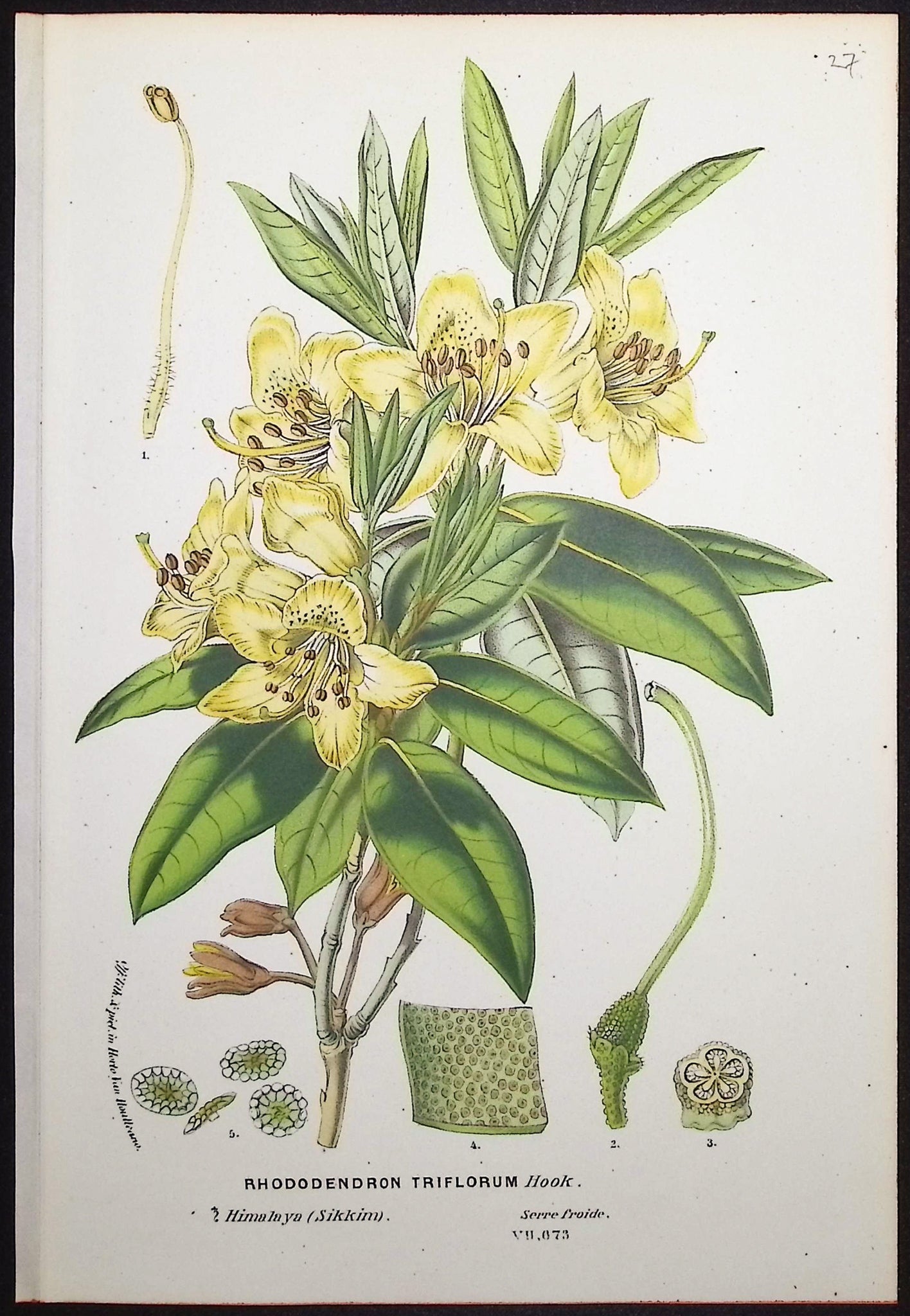 Rhododendron