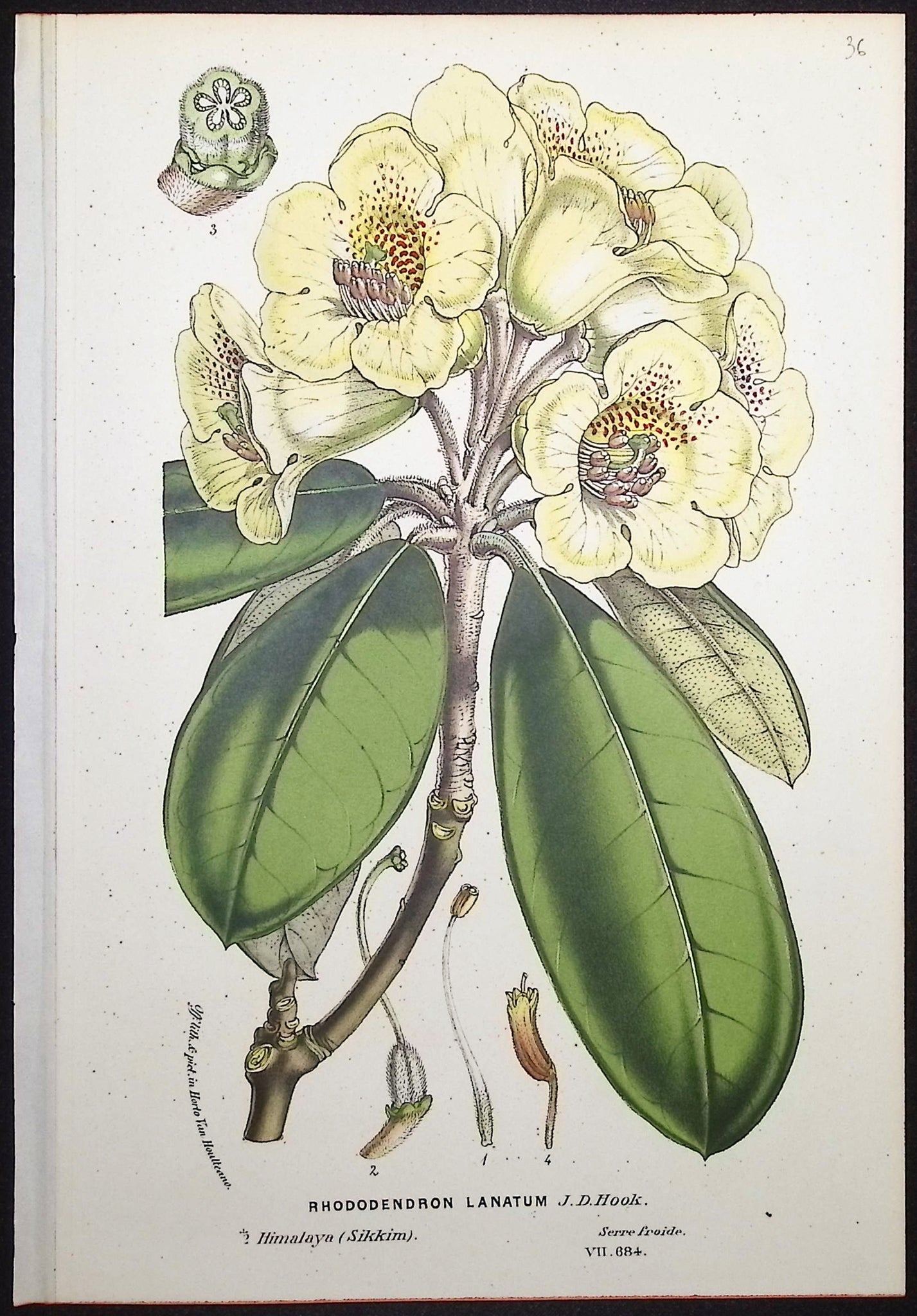 Rhododendron
