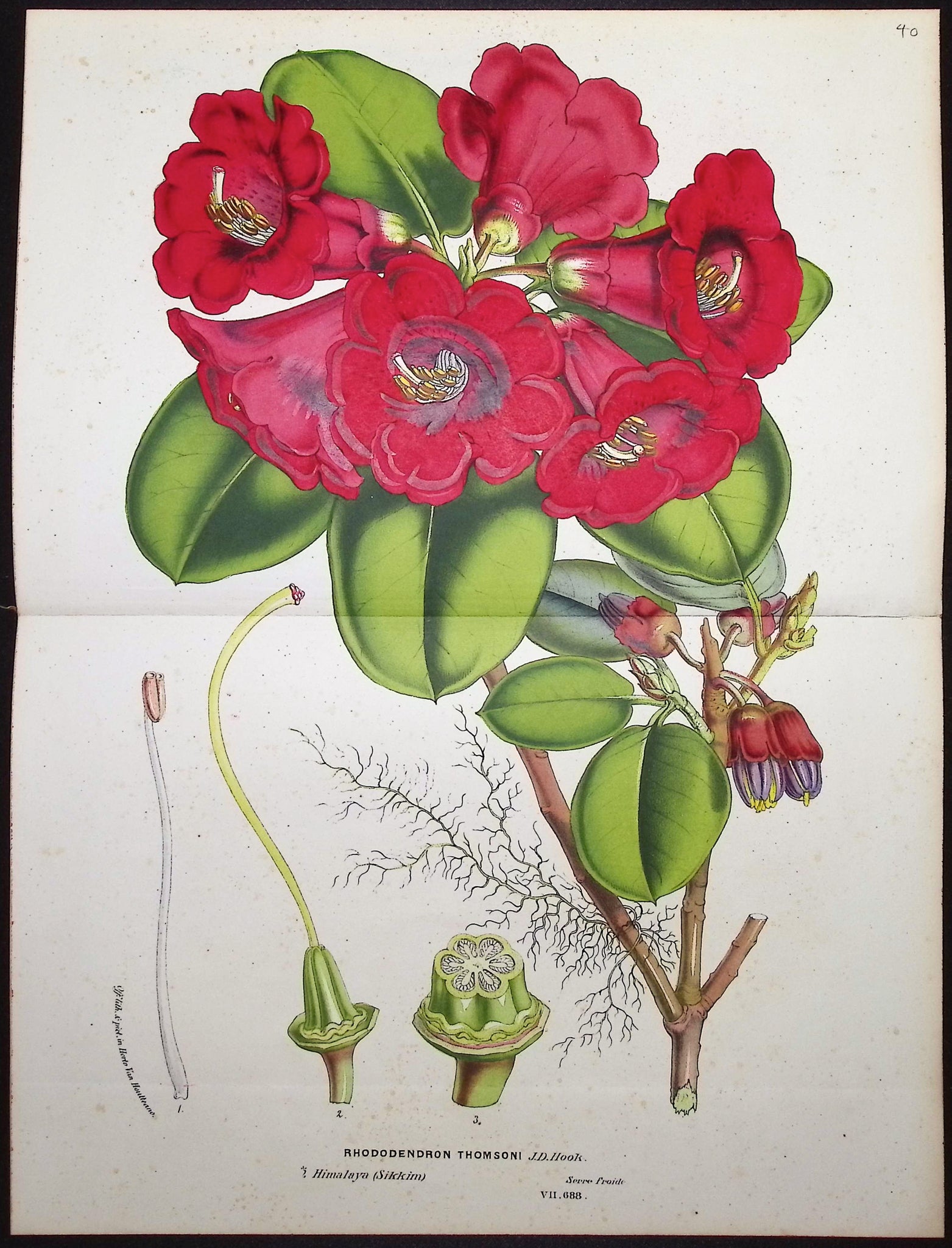 Rhododendron