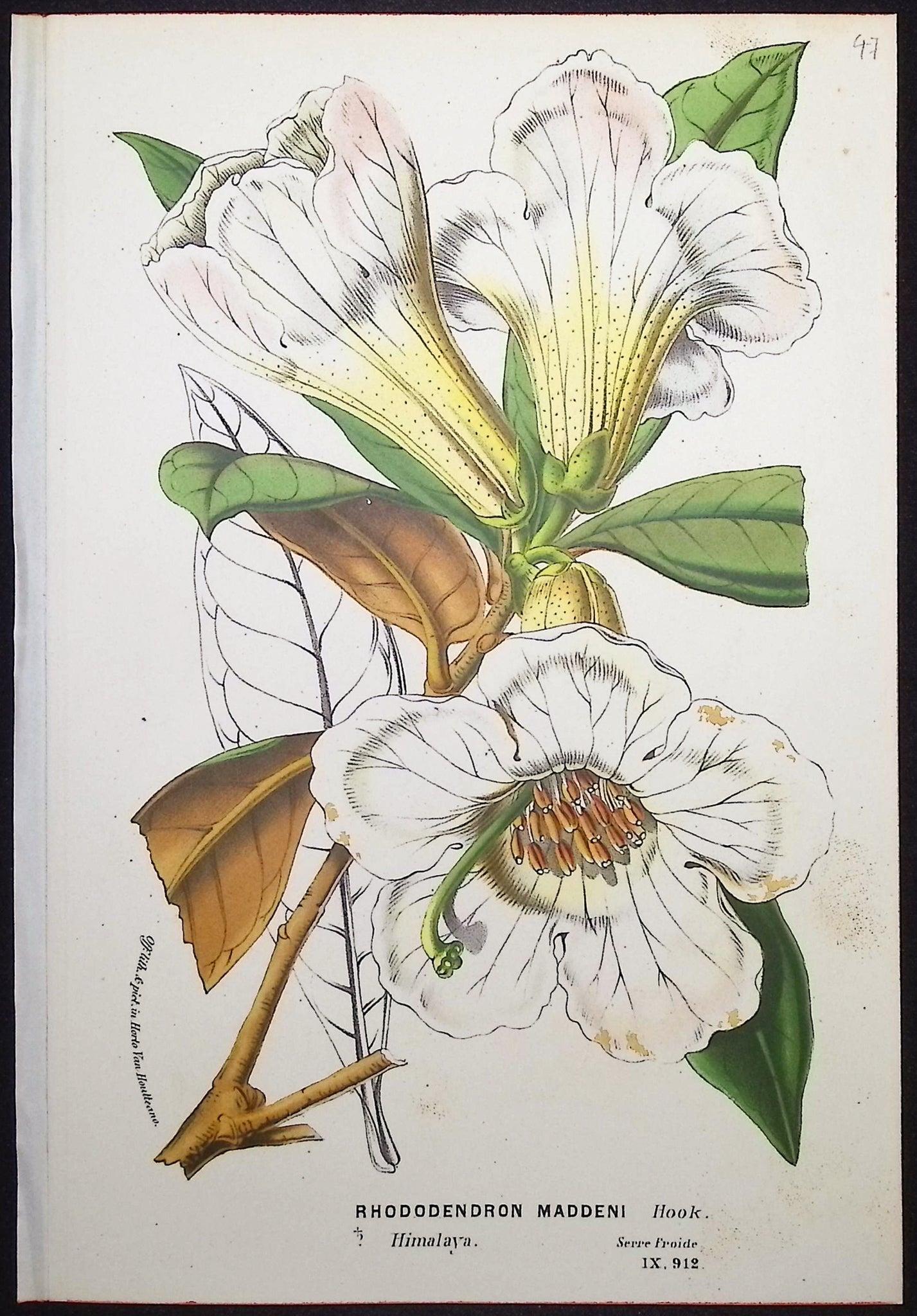 Rhododendron