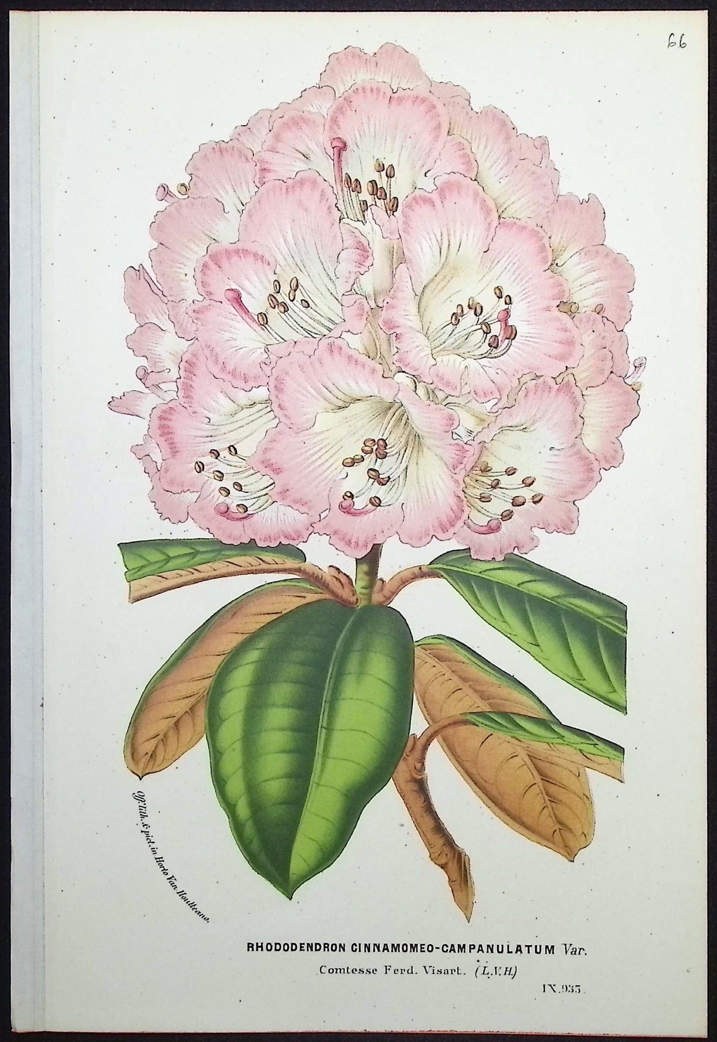 Rhododendron