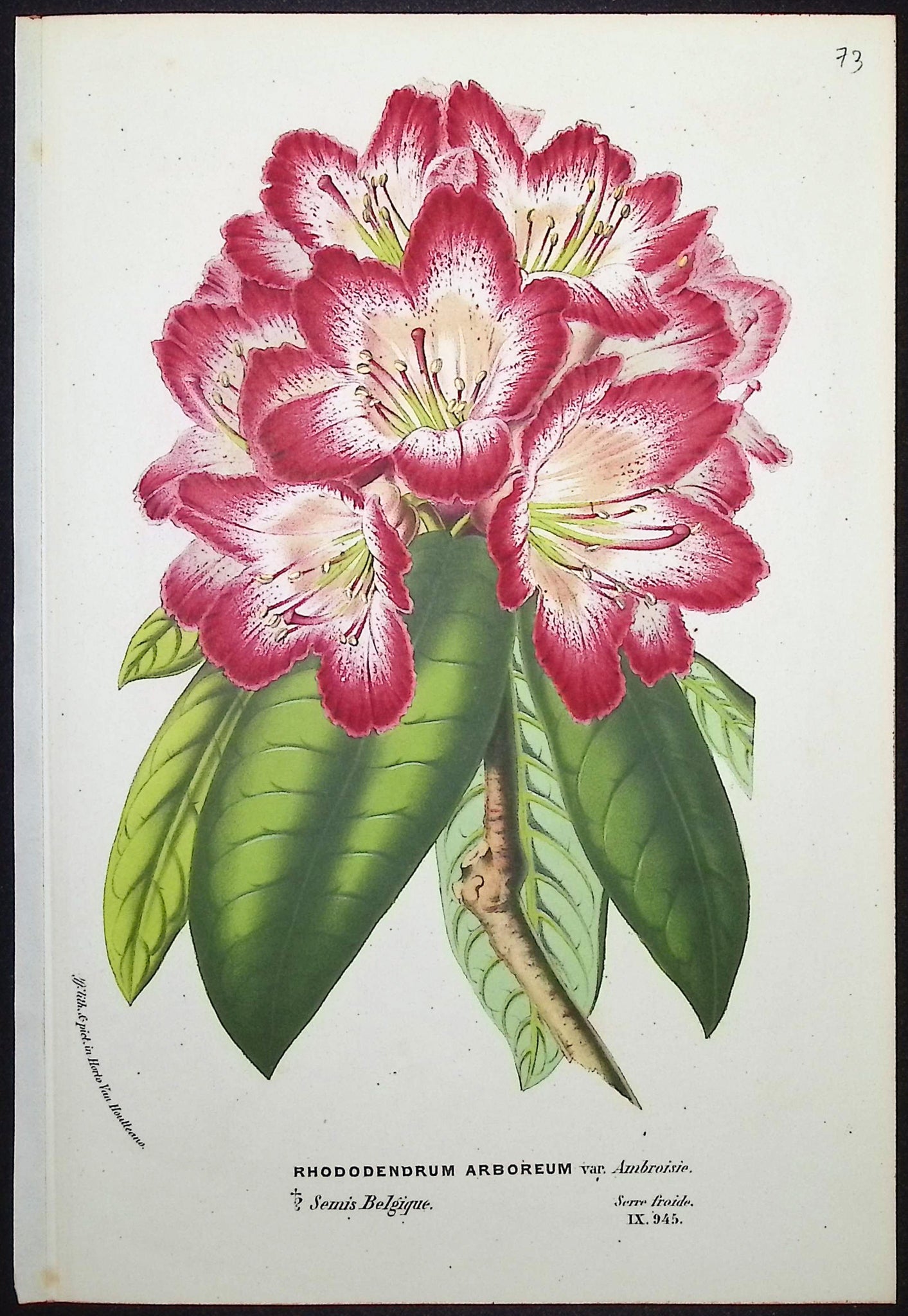 Rhododendron