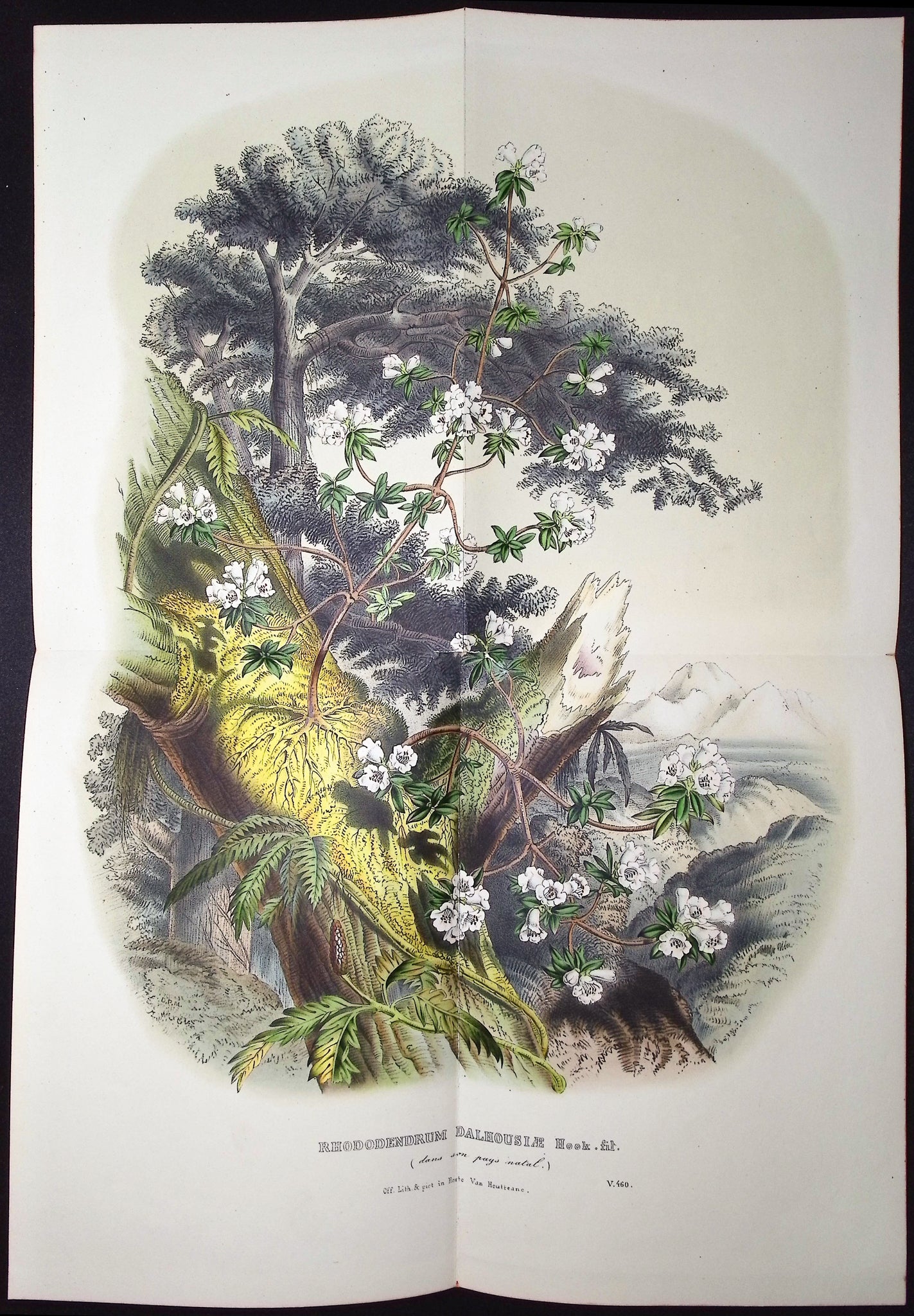 Rhododendron