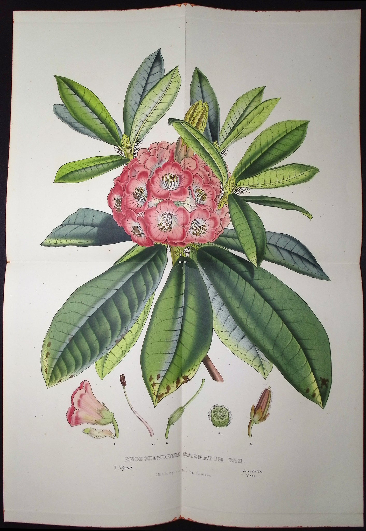 Rhododendron