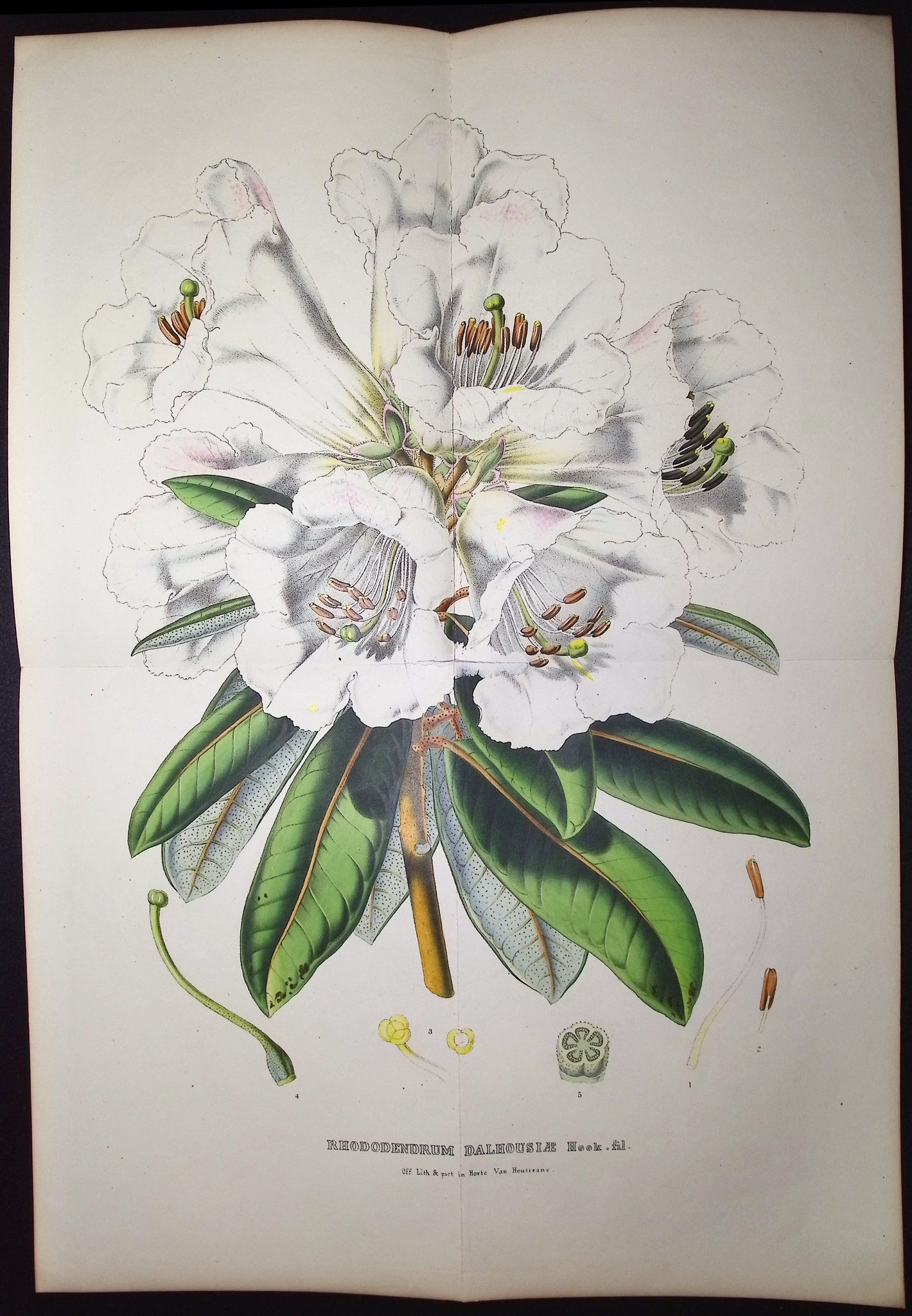 Rhododendron