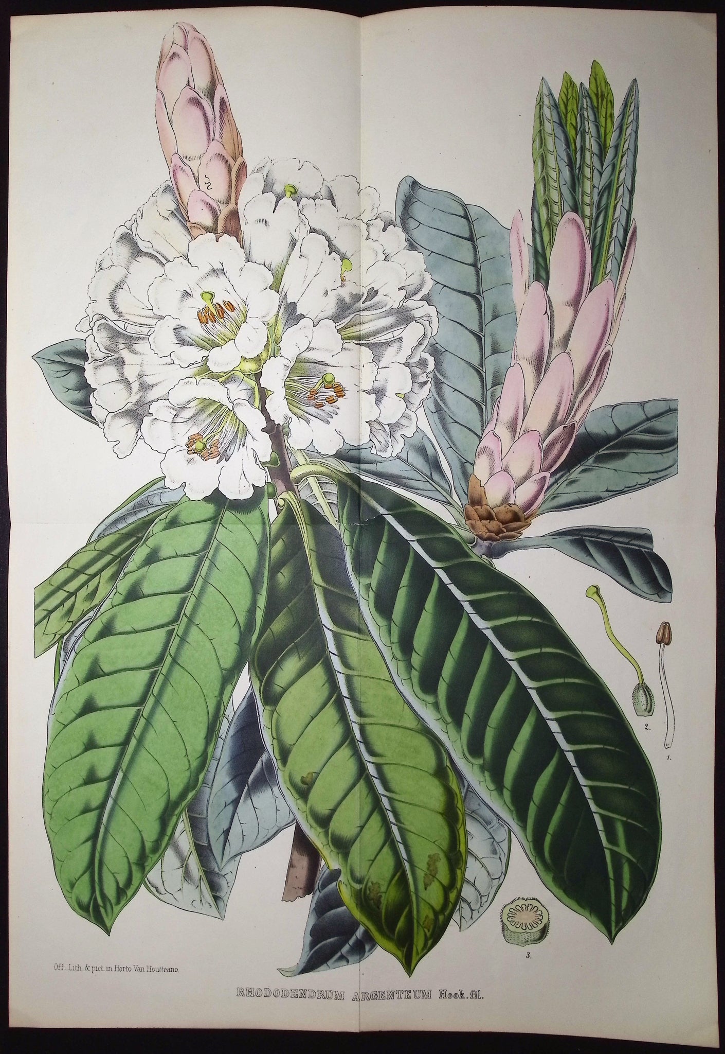 Rhododendron