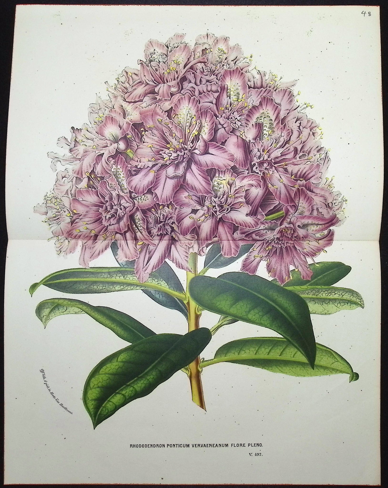 Rhododendron