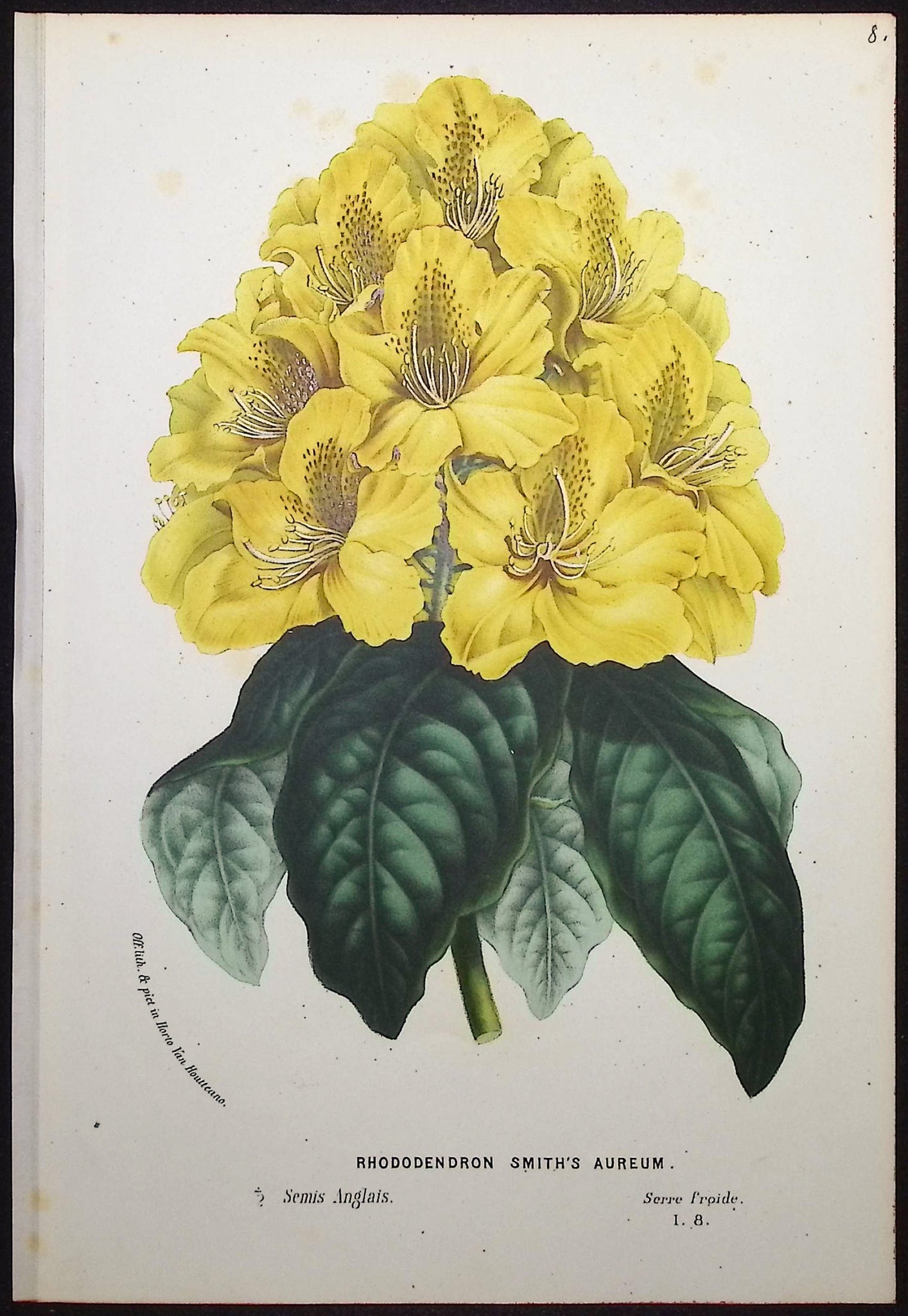 Rhododendron