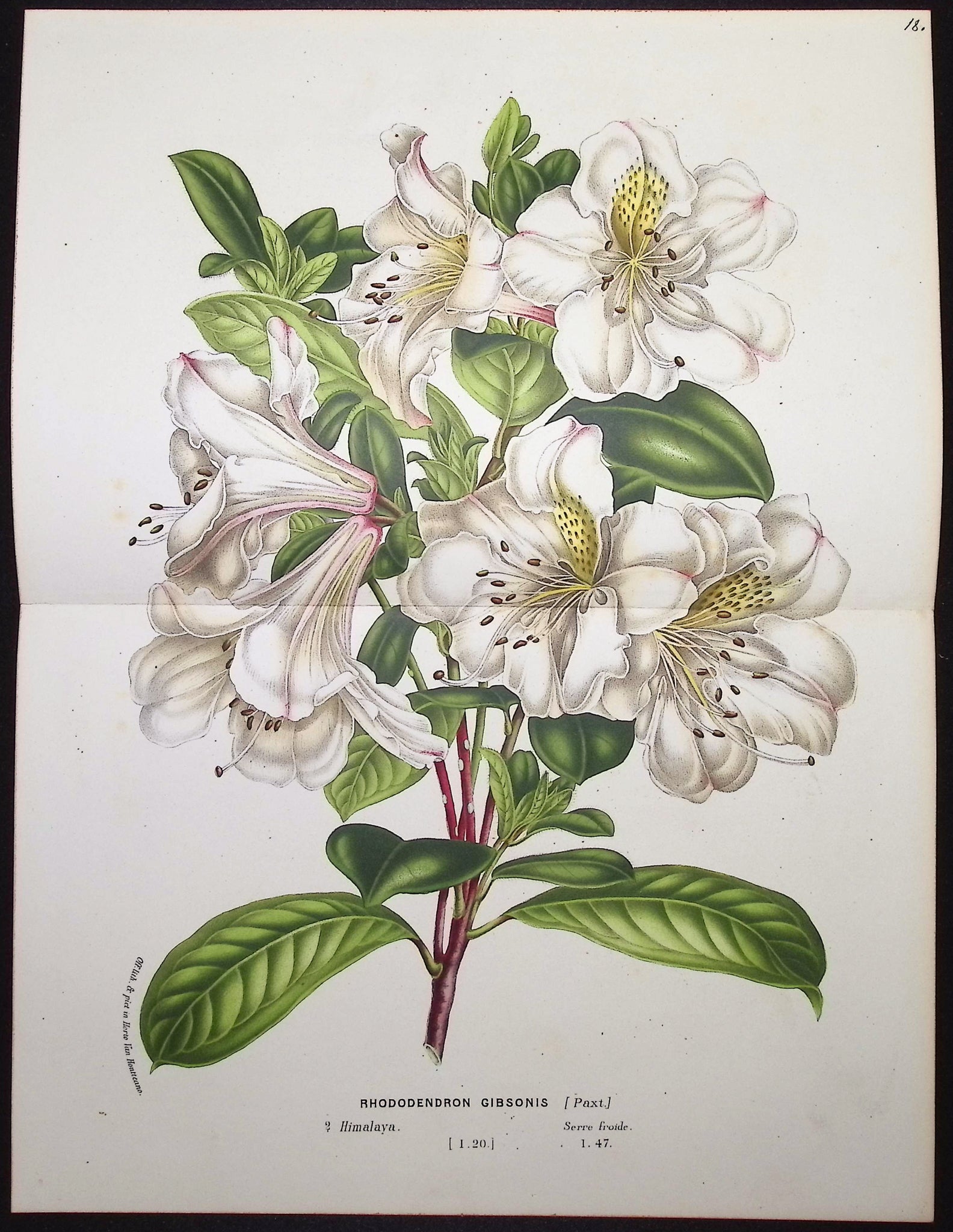 Rhododendron