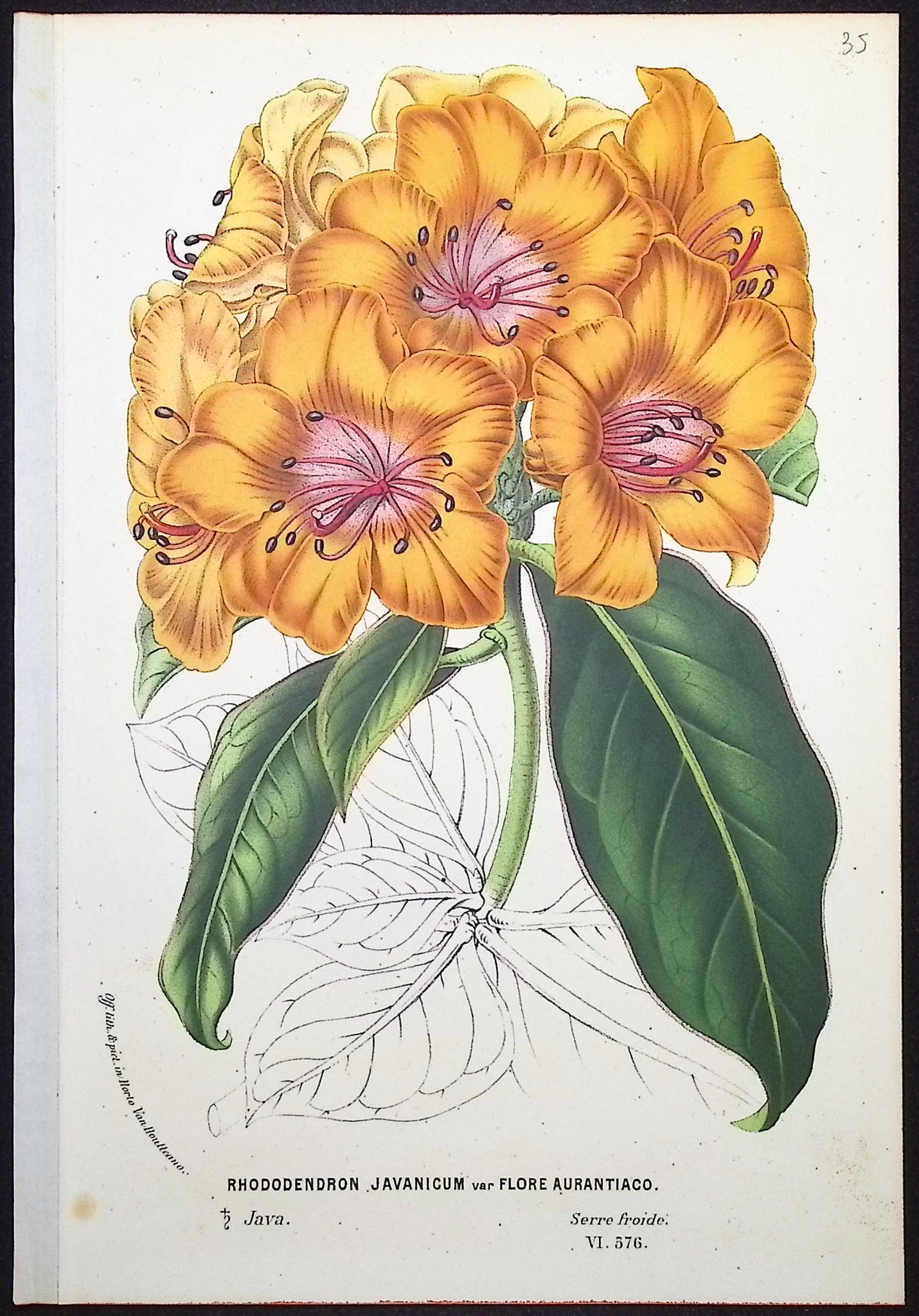 Rhododendron