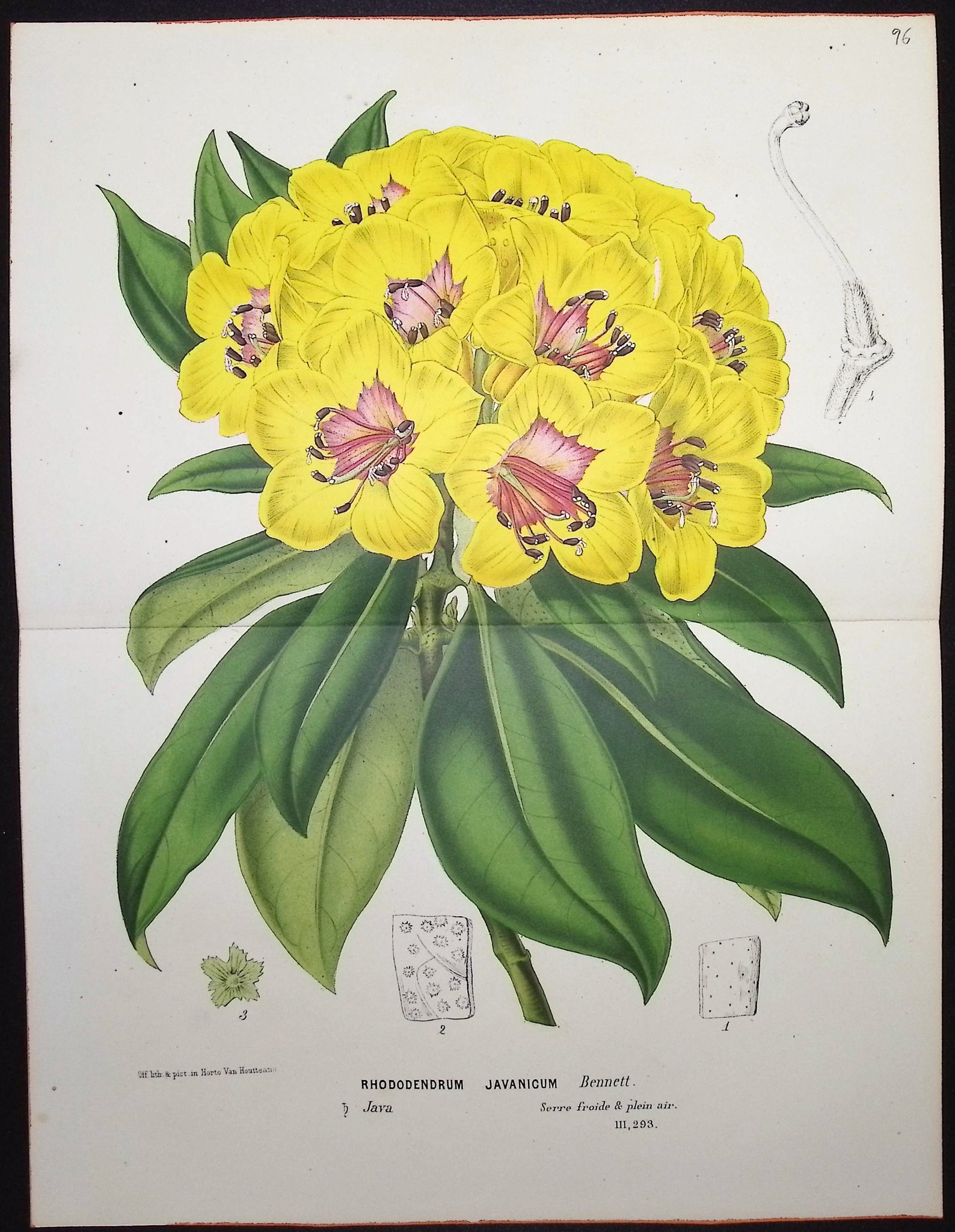 Rhododendron