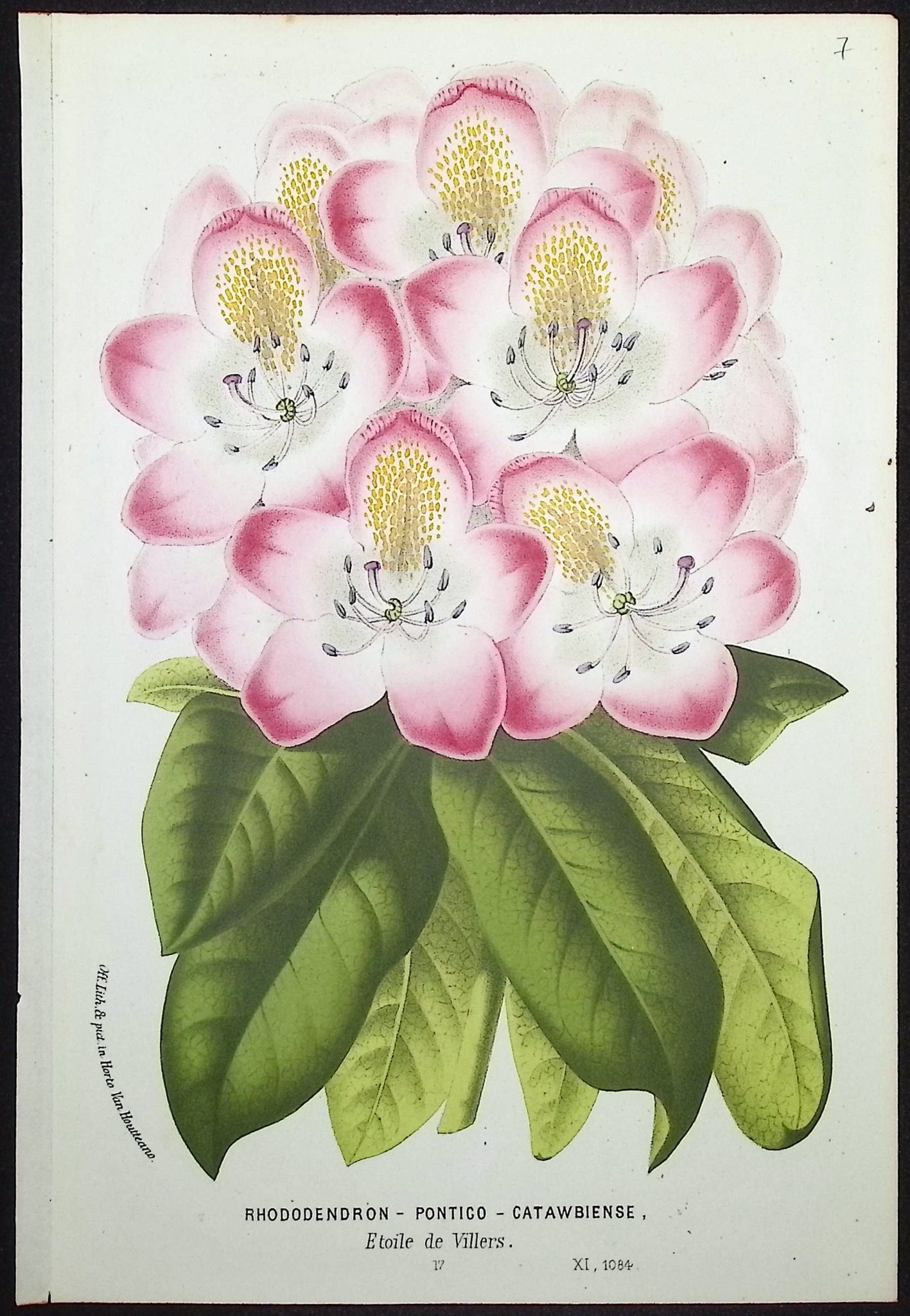 Rhododendron