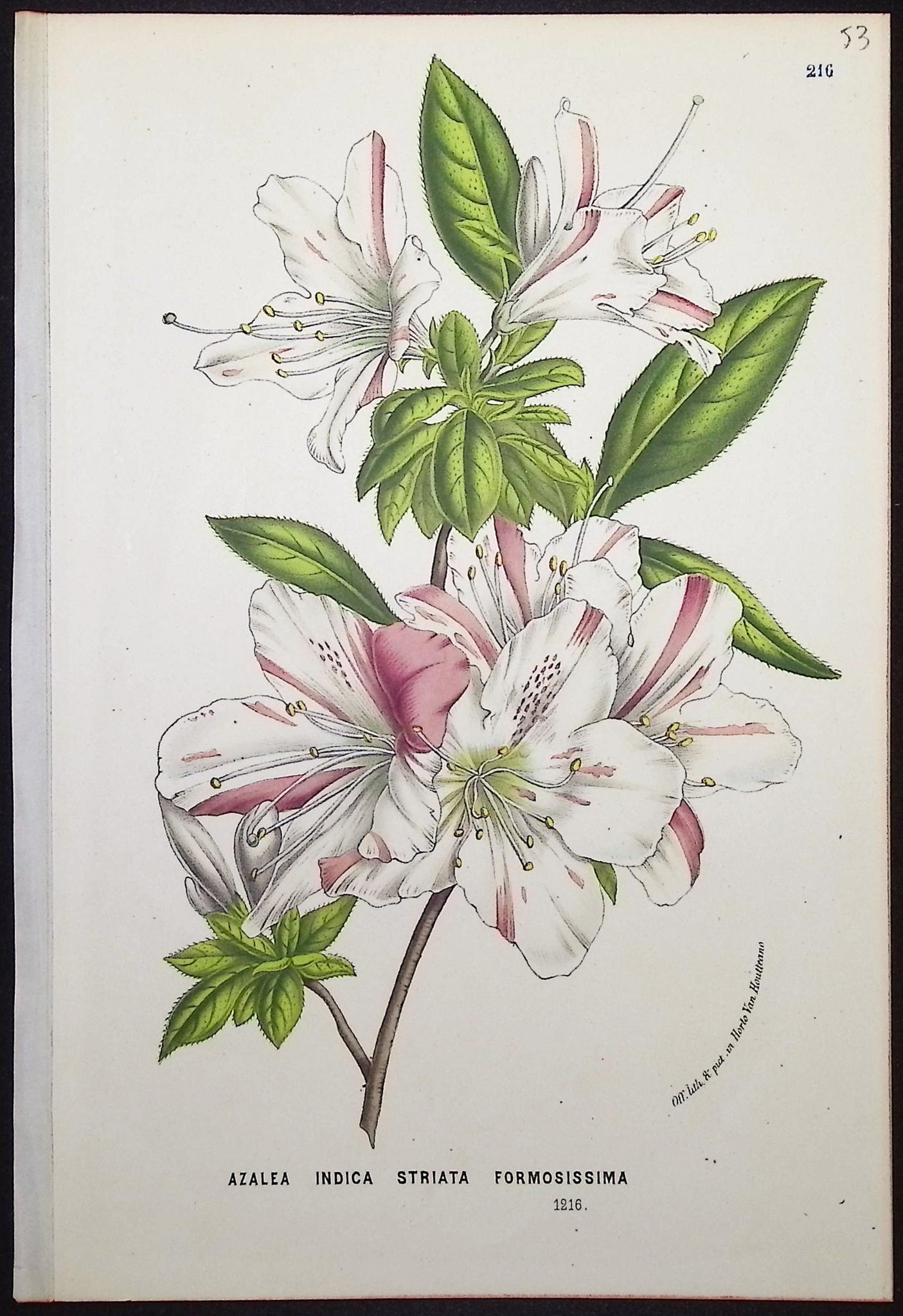 Azalea