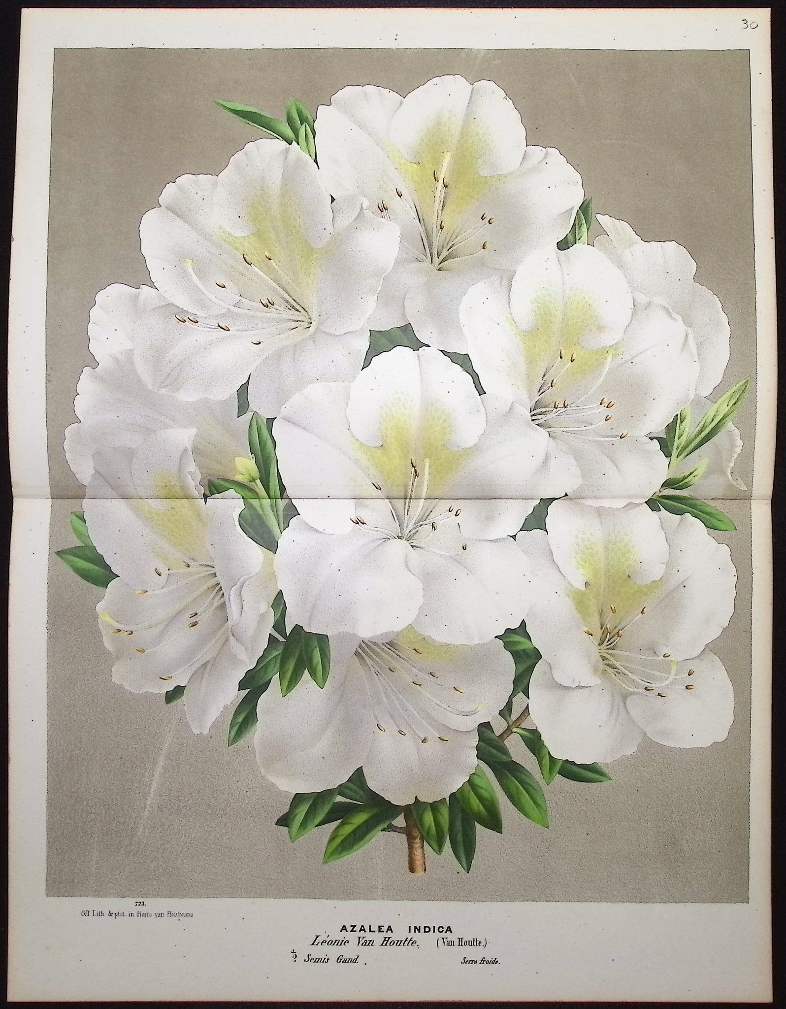 Azalea