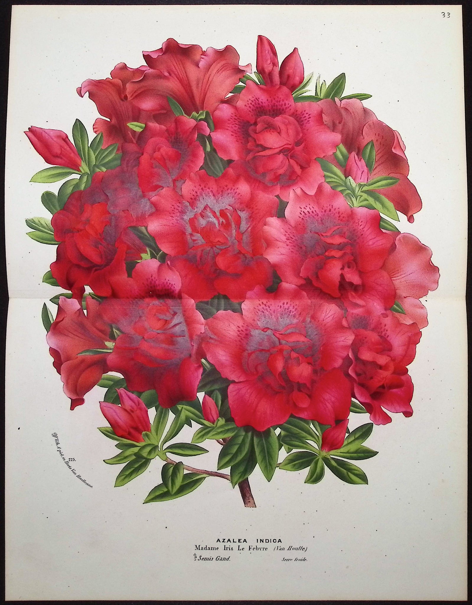 Azalea