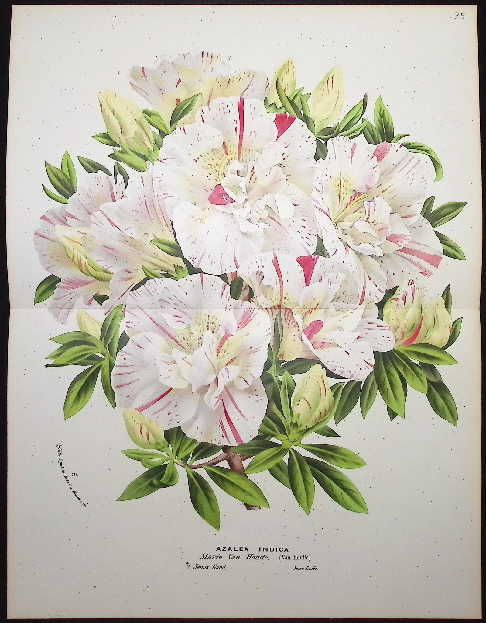Azalea