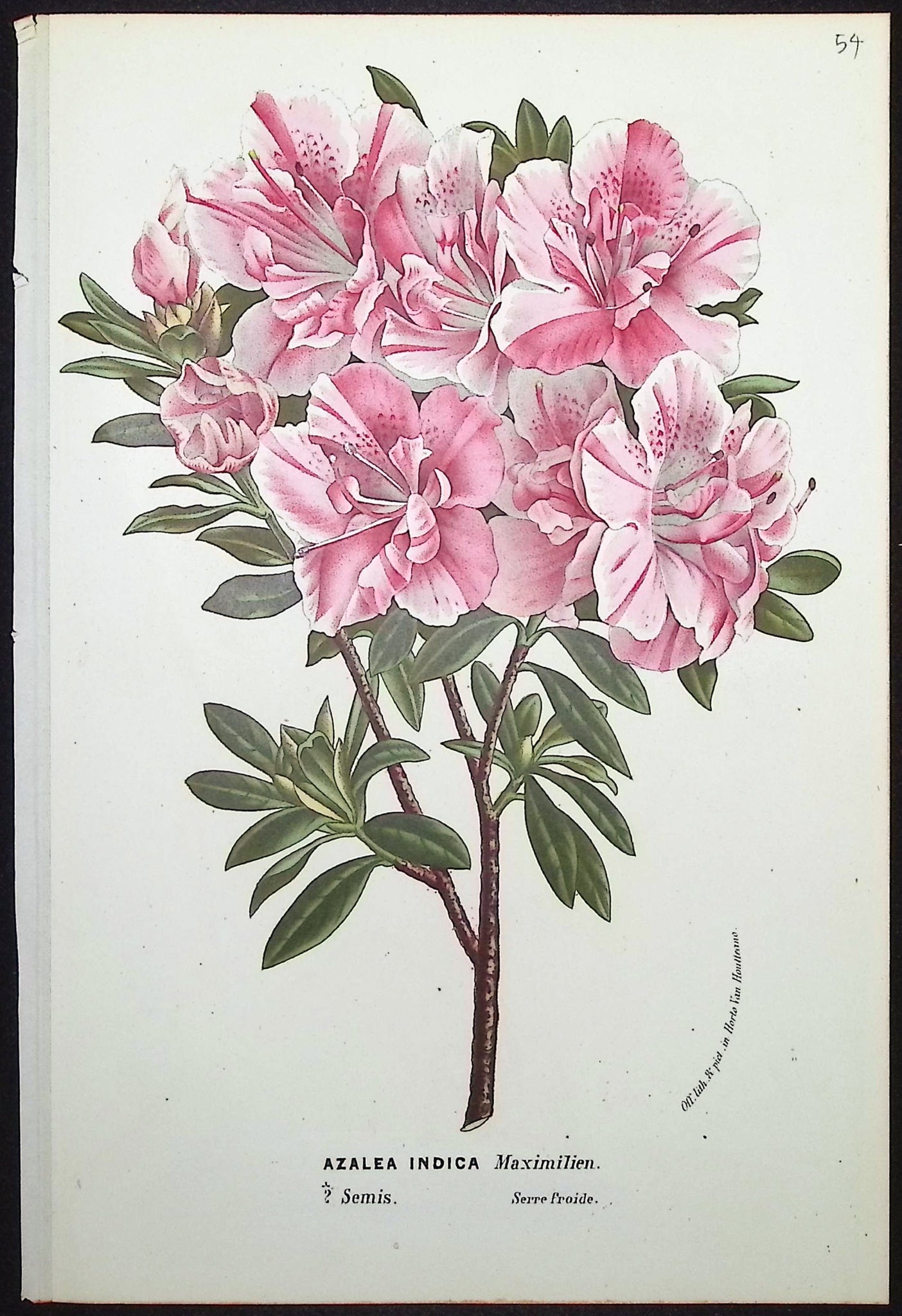 Azalea