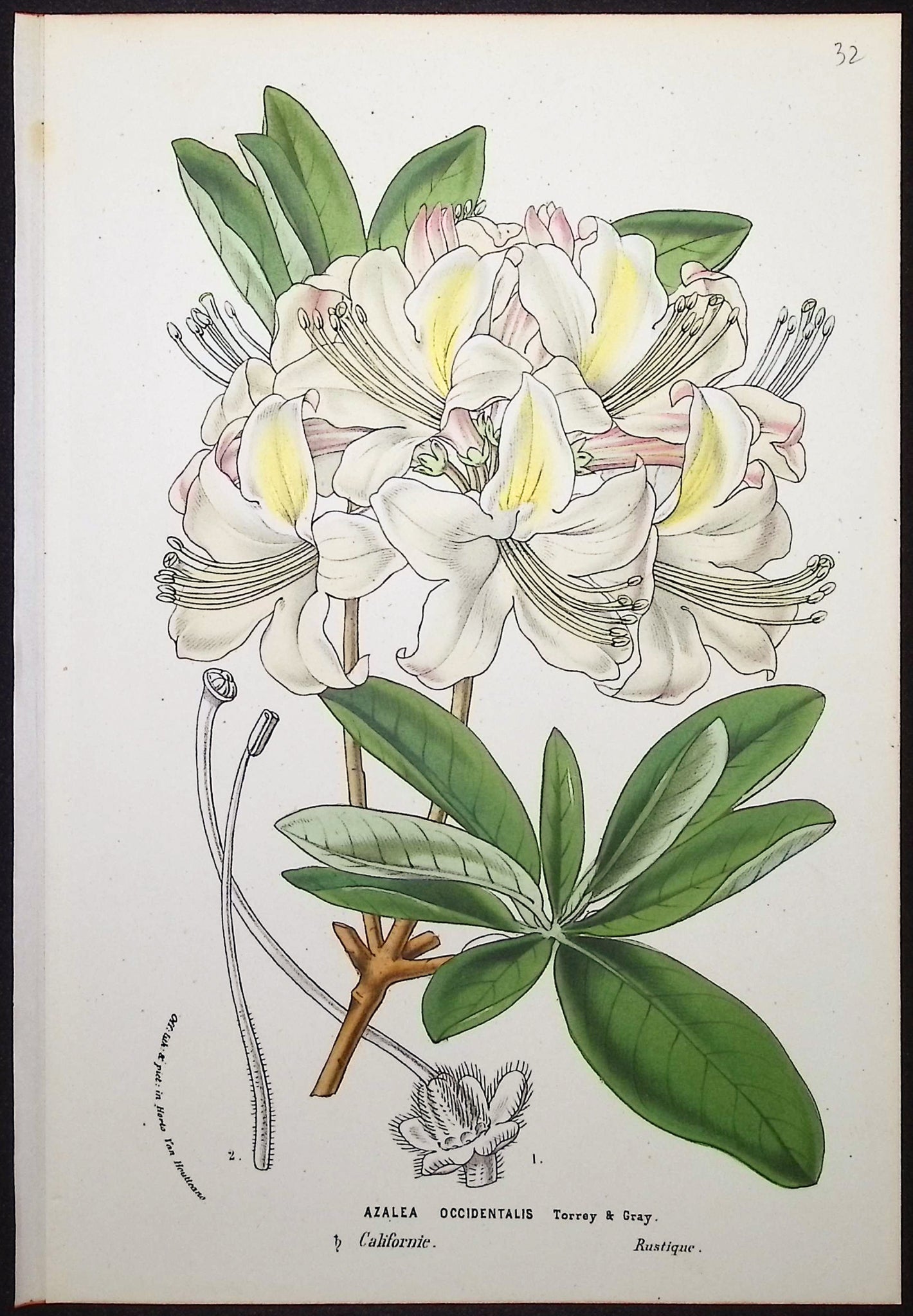 Azalea