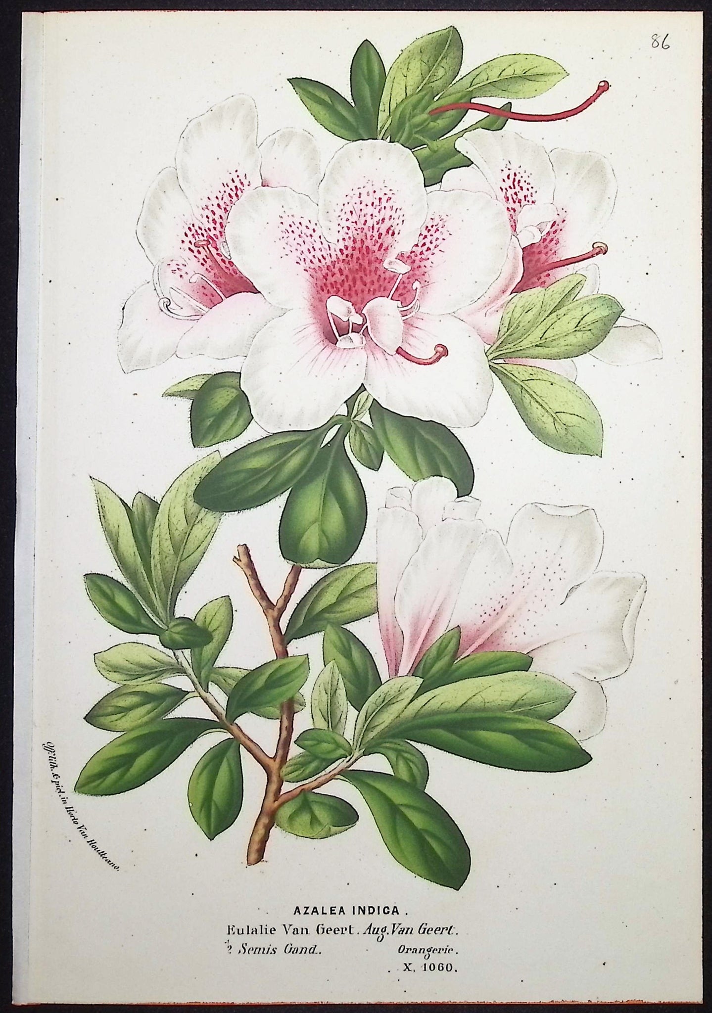 Azalea