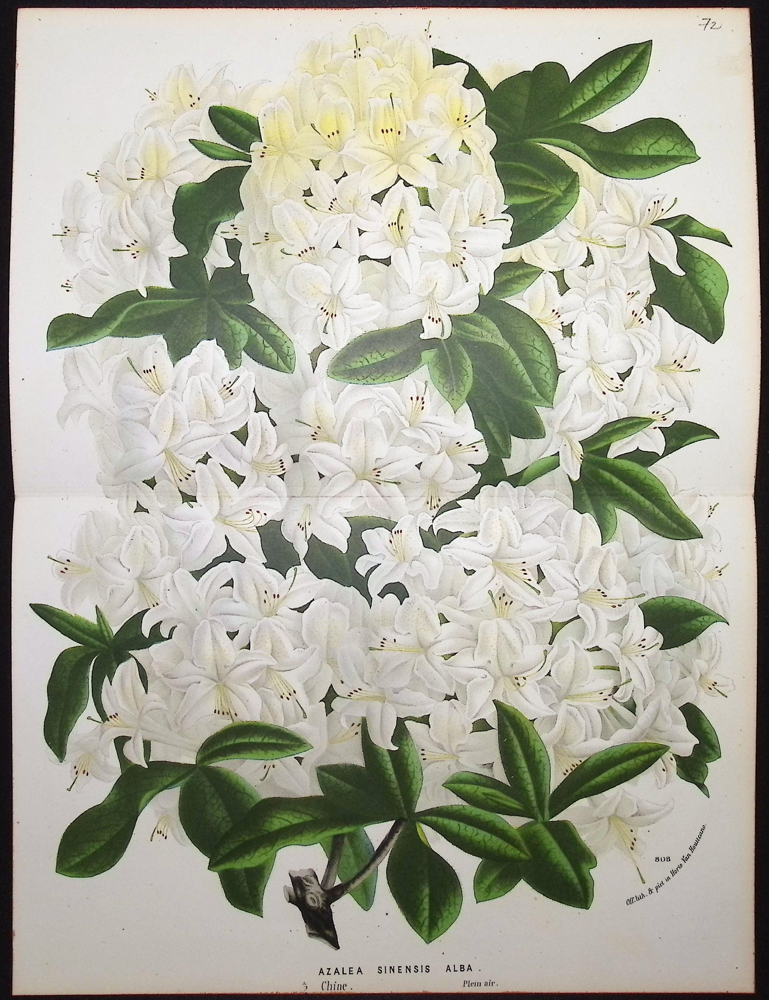 Azalea