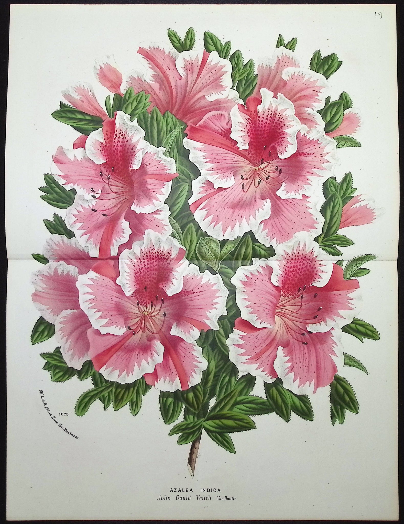 Azalea