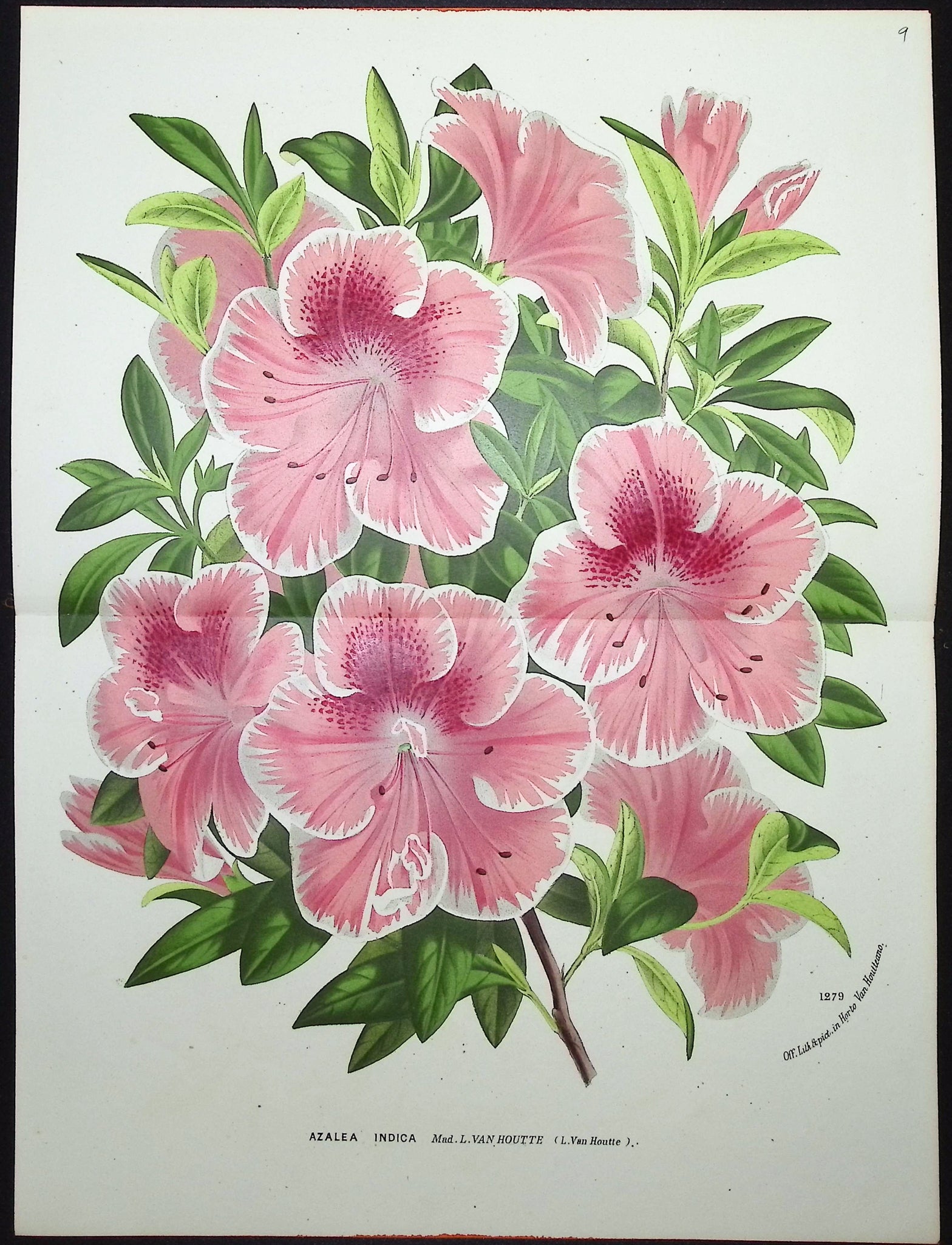 Azalea