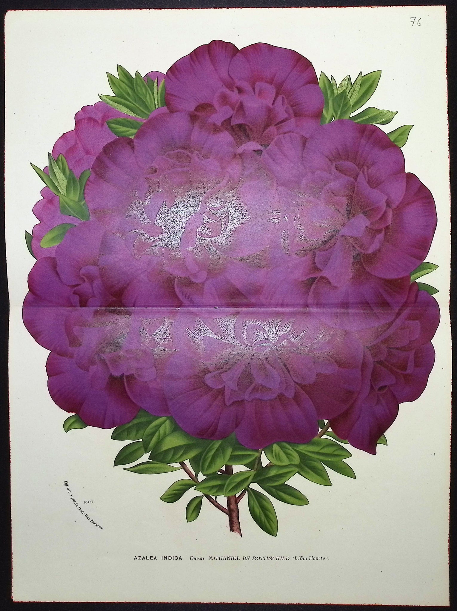 Azalea