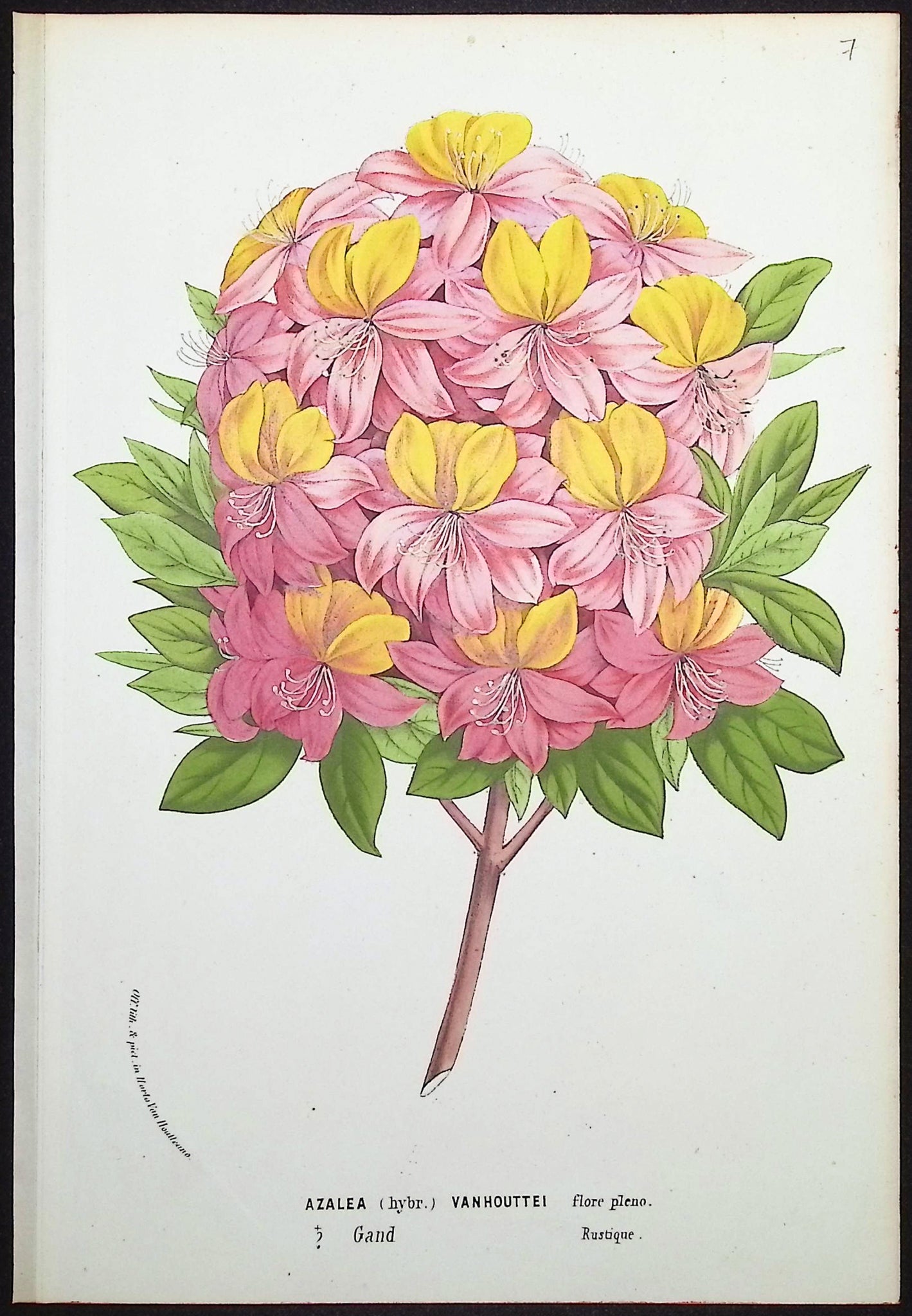 Azalea