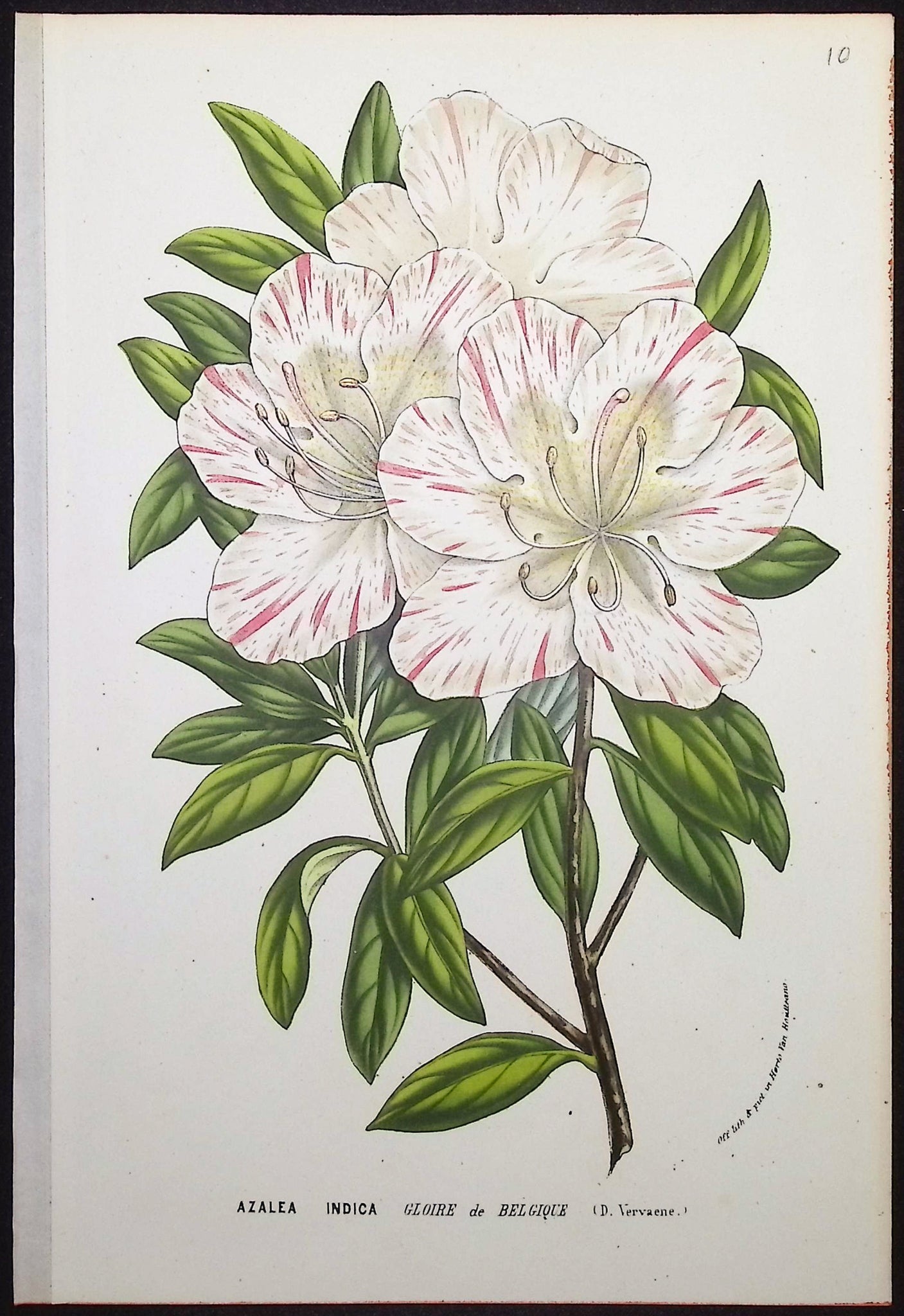 Azalea