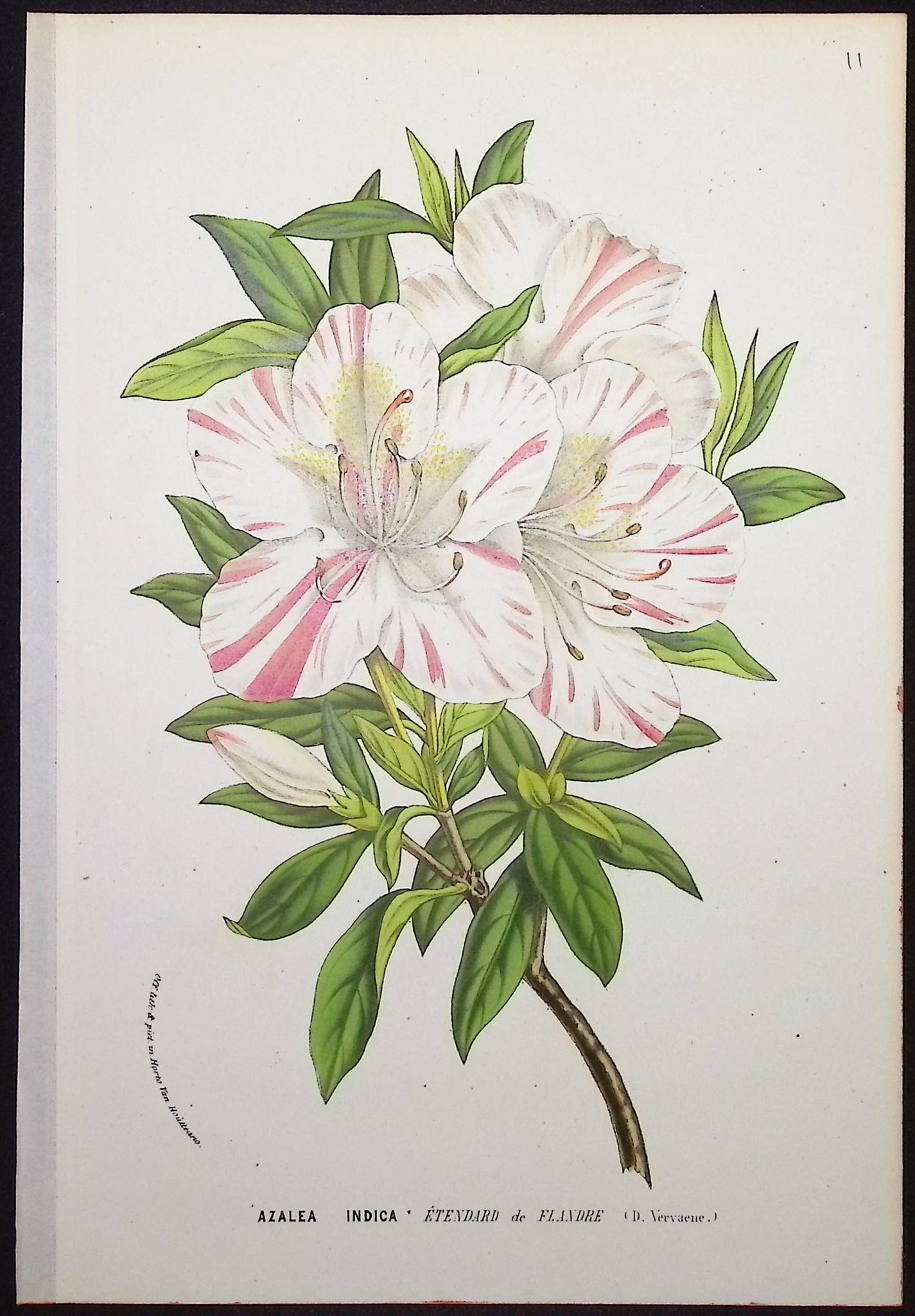 Azalea