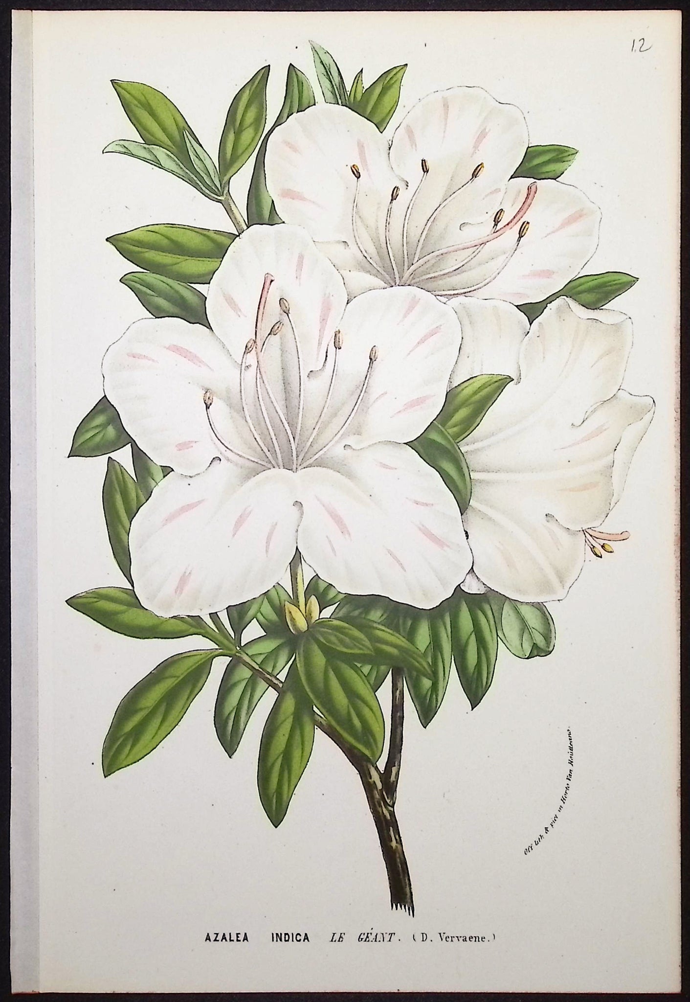 Azalea