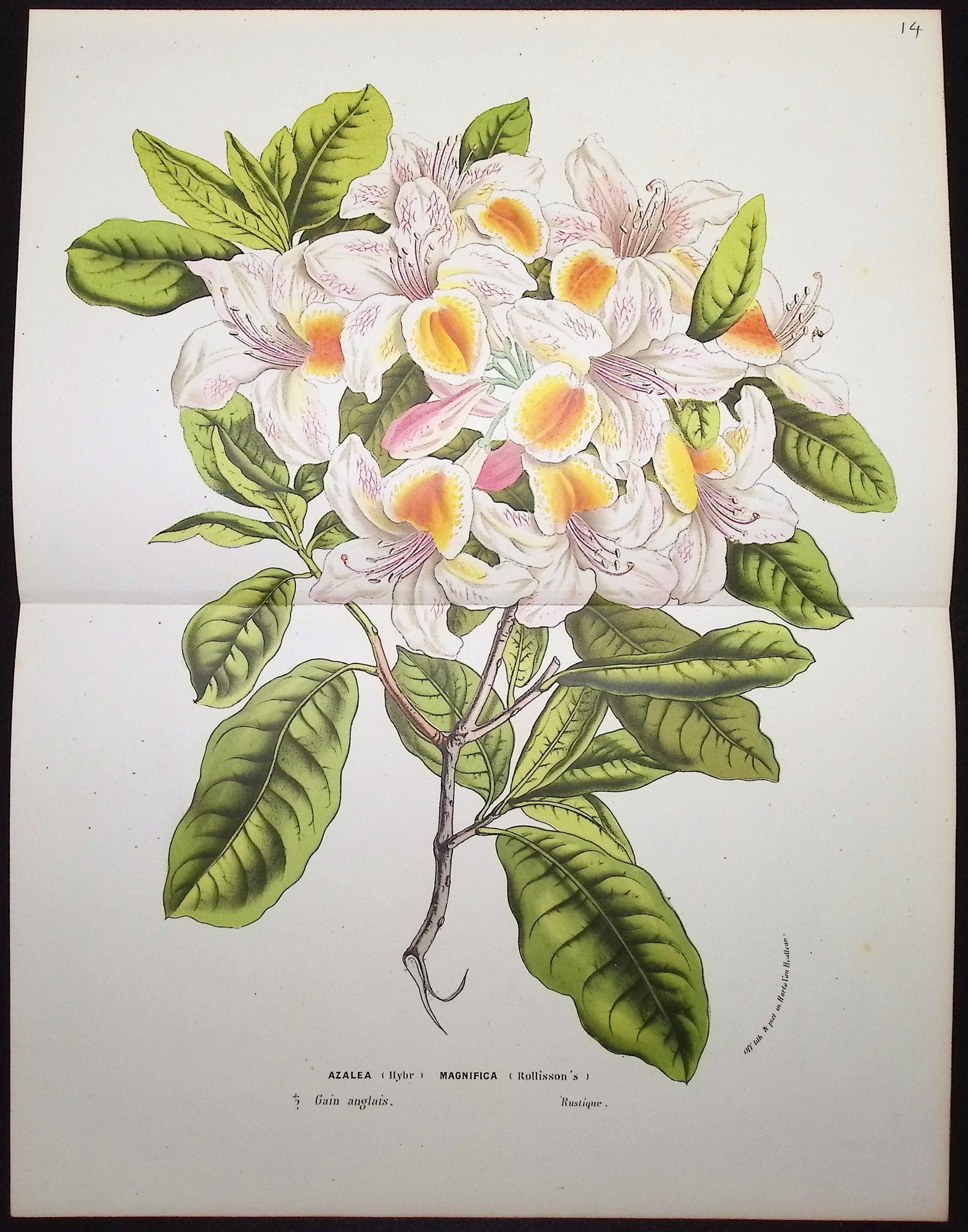 Azalea