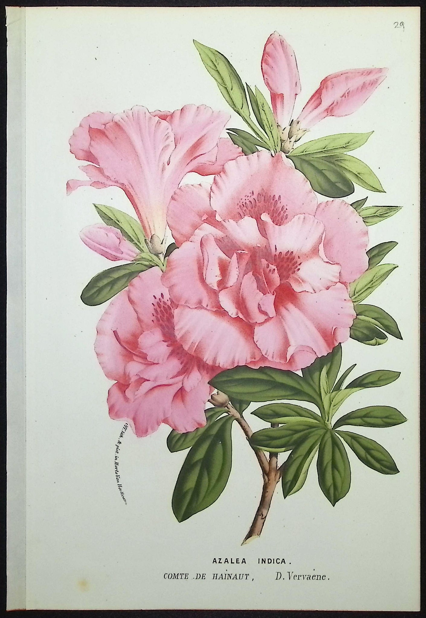 Azalea
