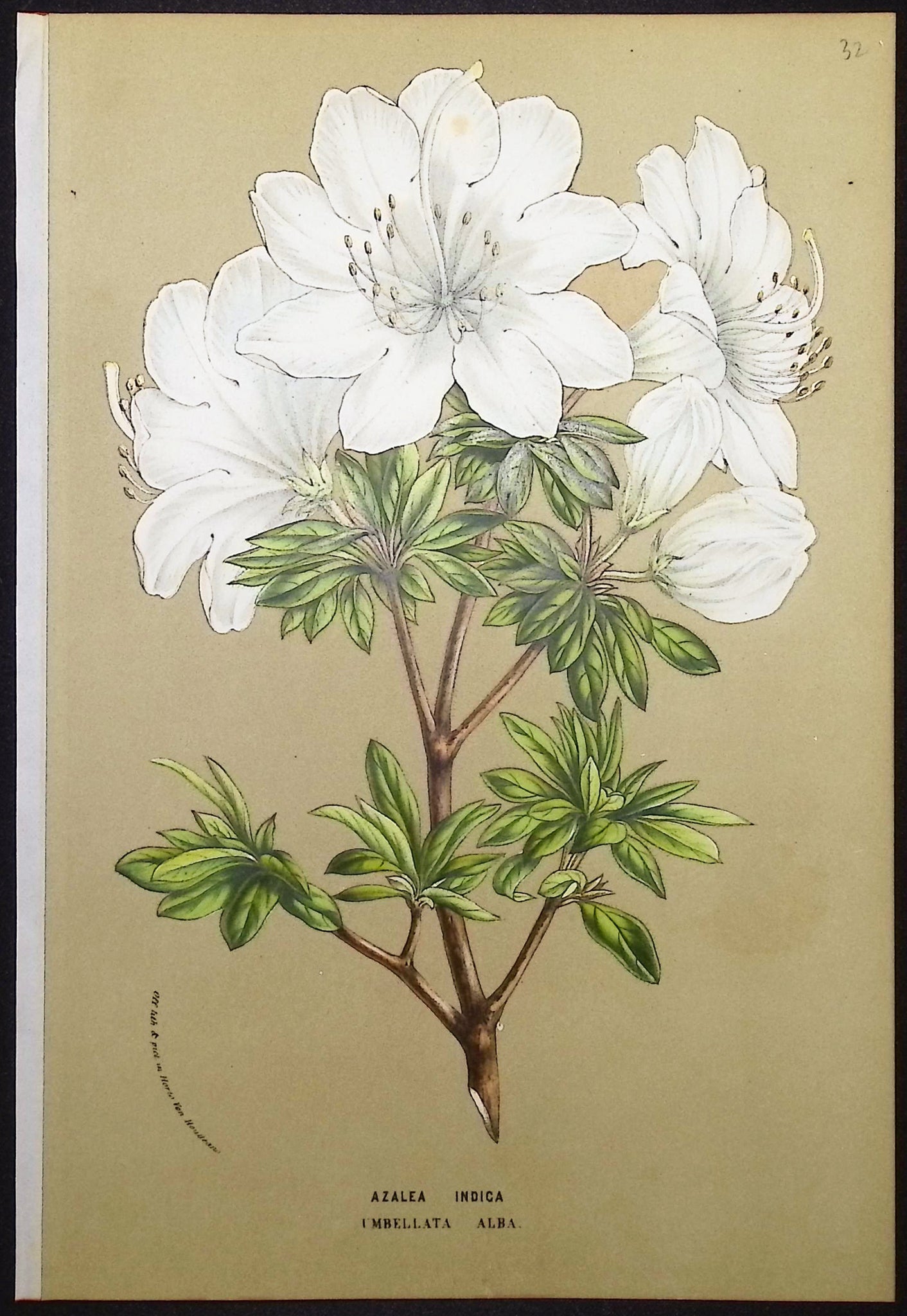 Azalea