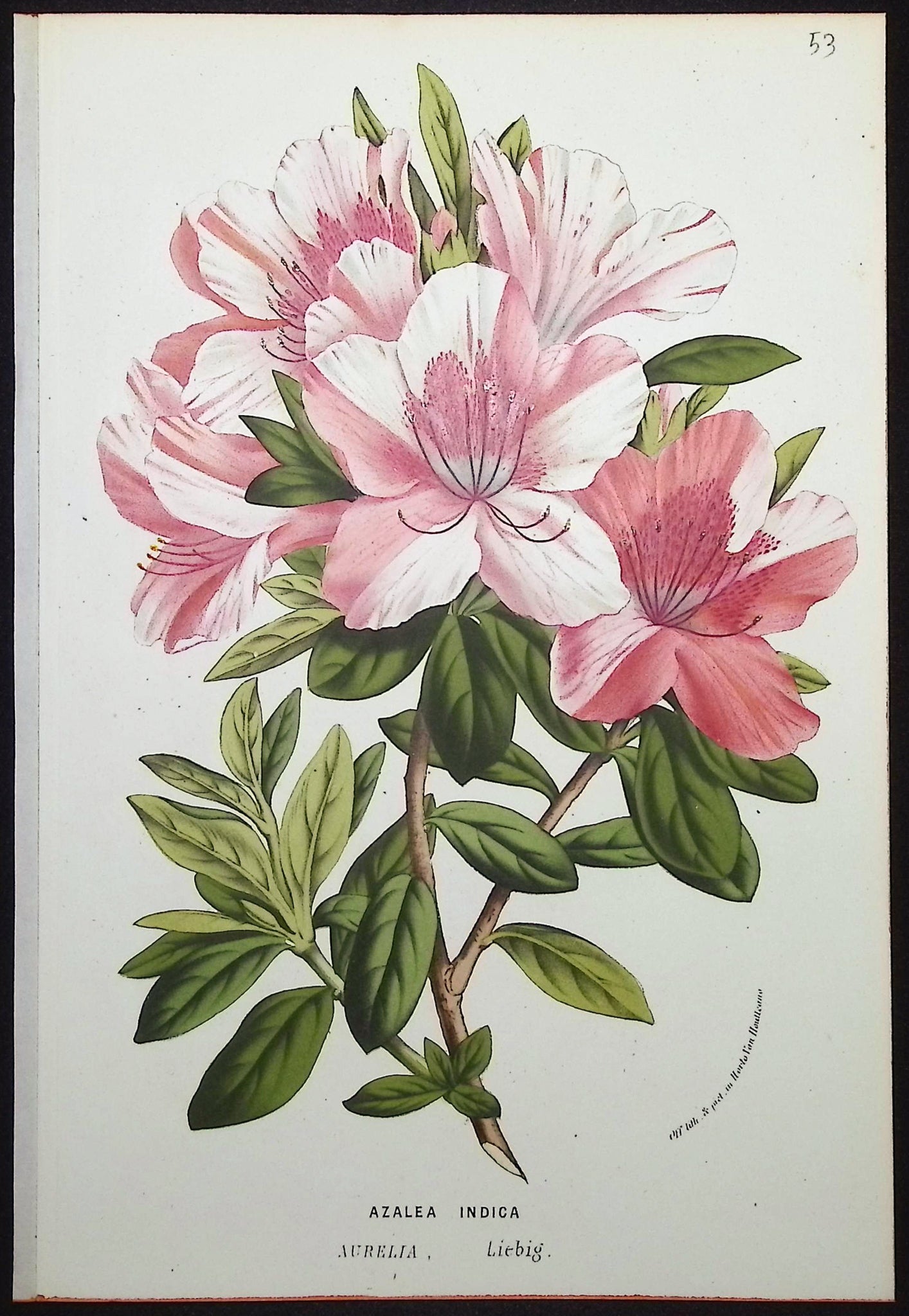 Azalea