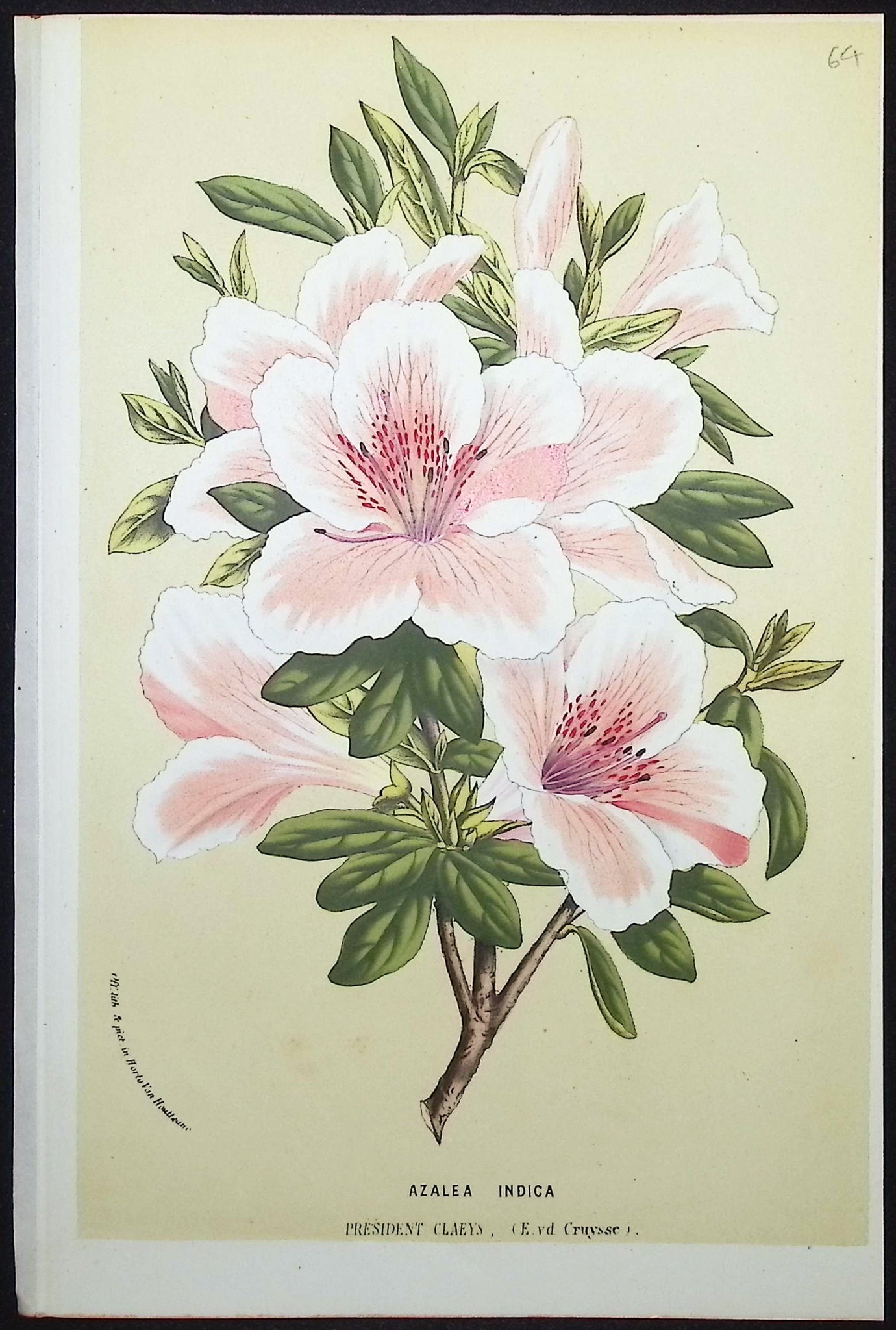 Azalea
