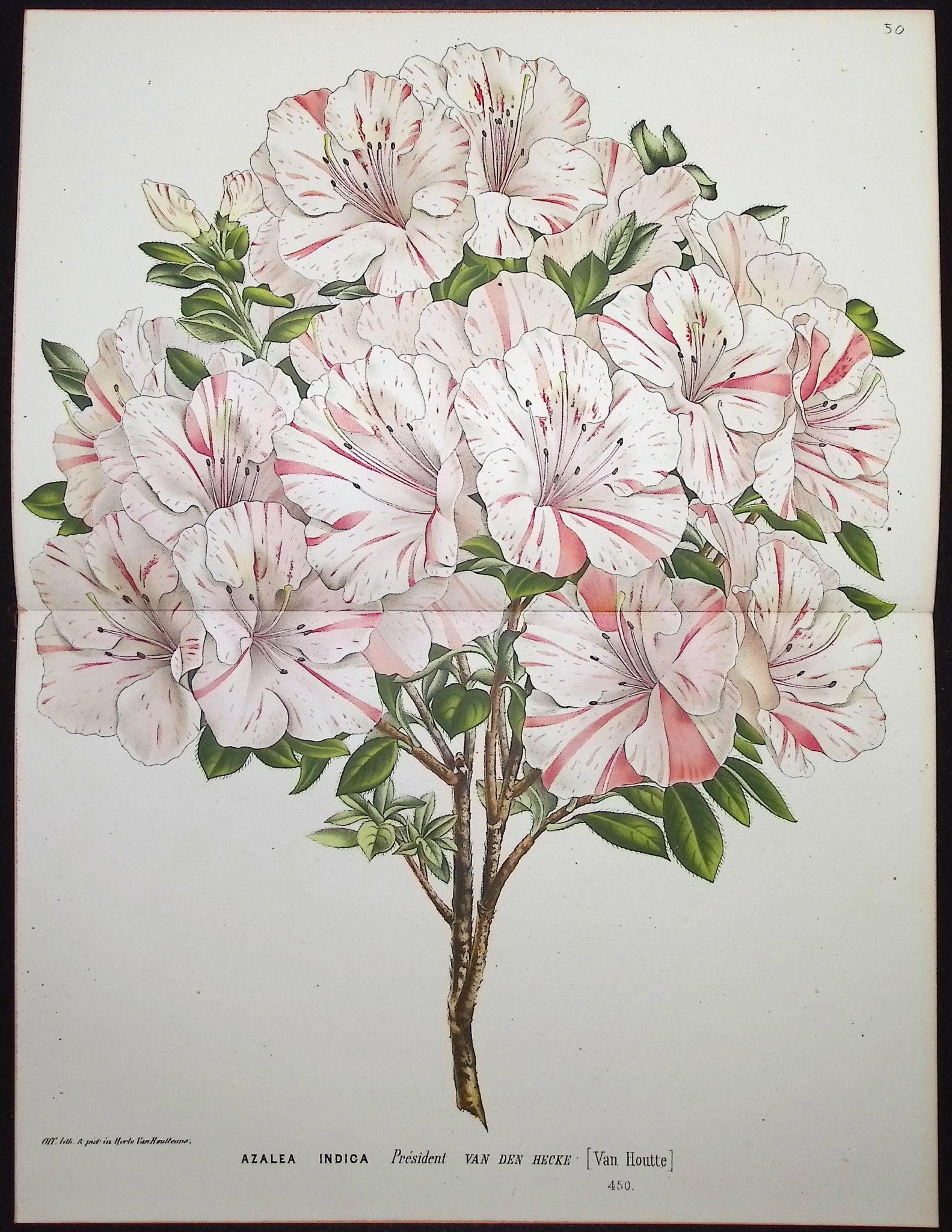 Azalea