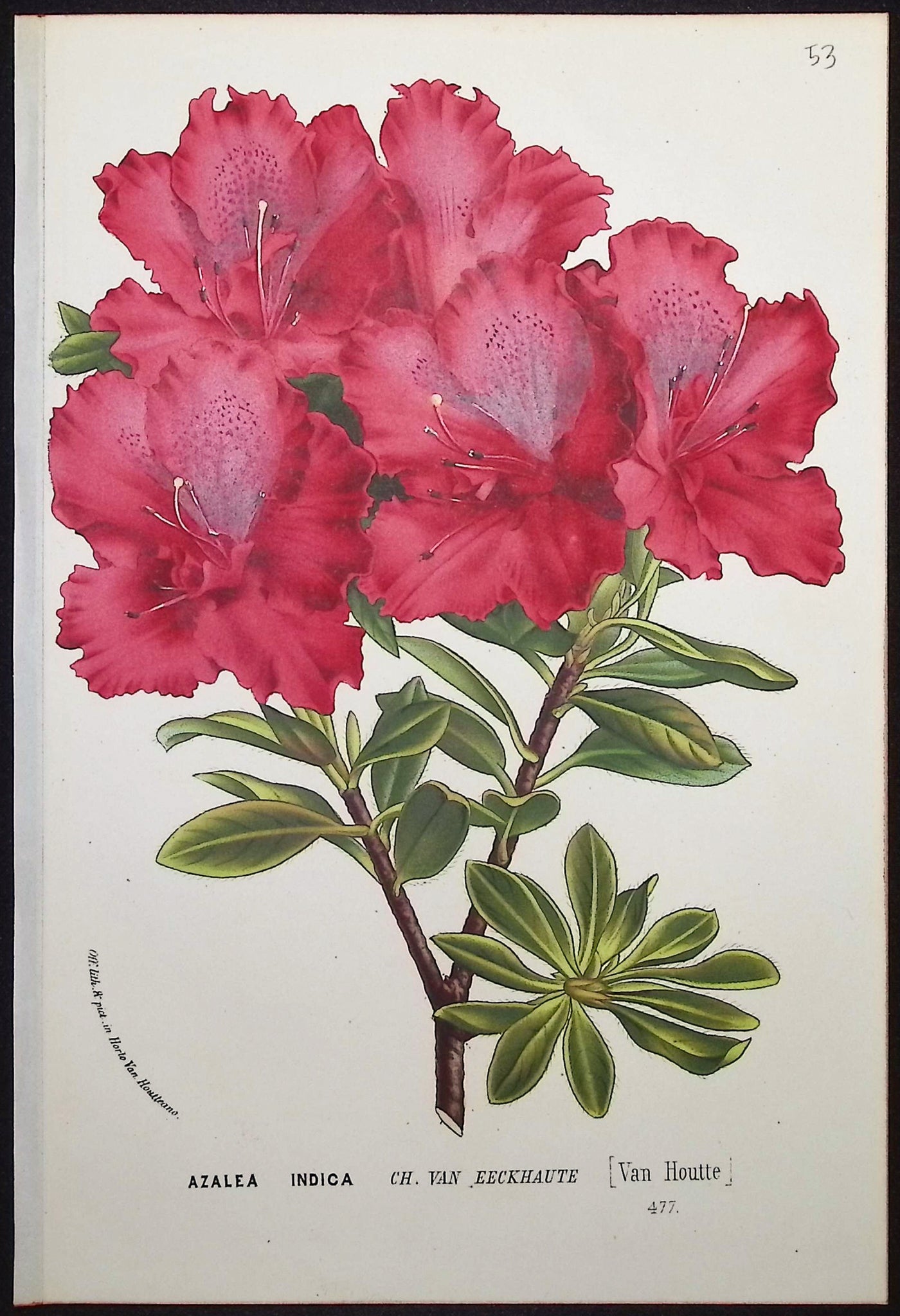 Azalea