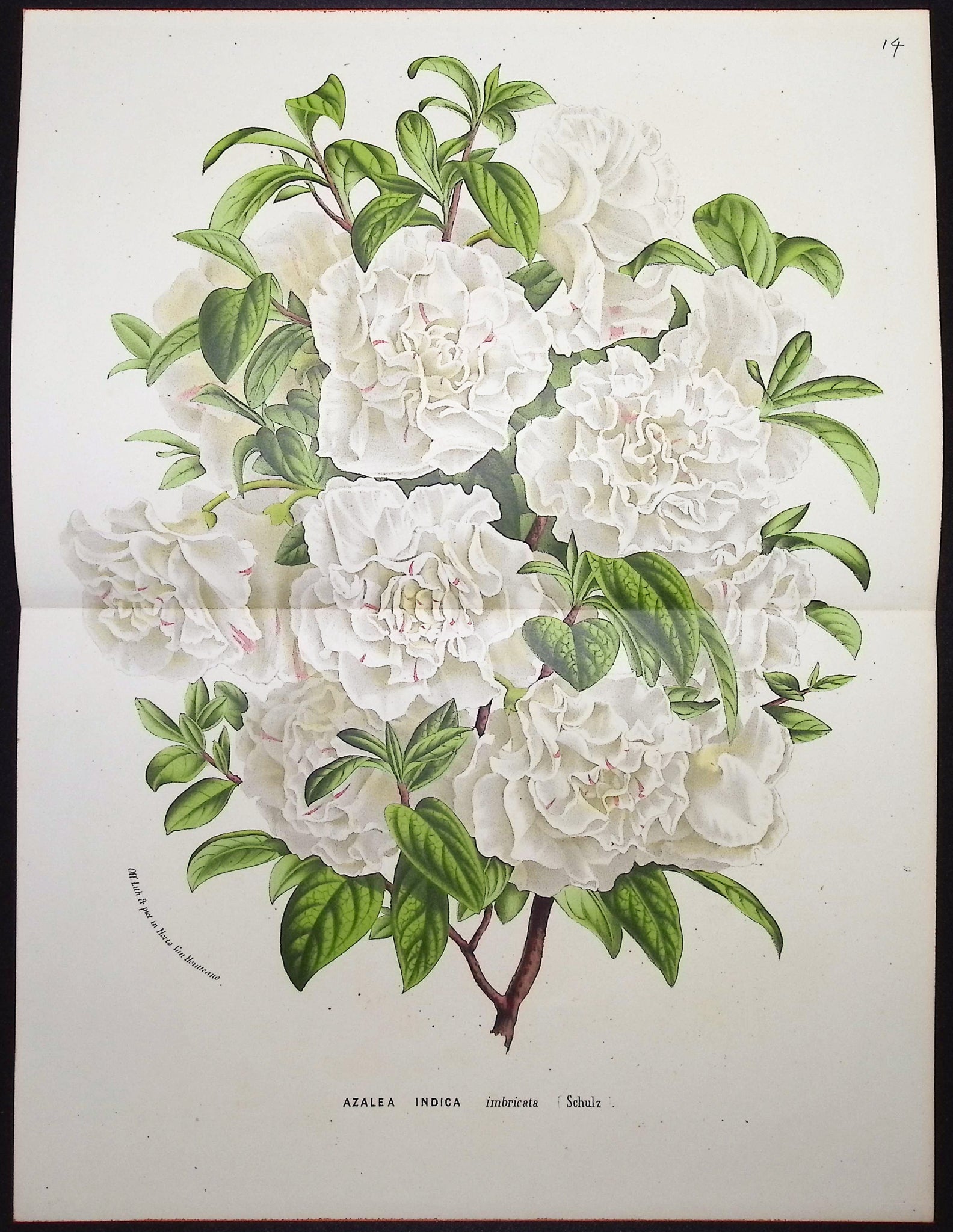 Azalea
