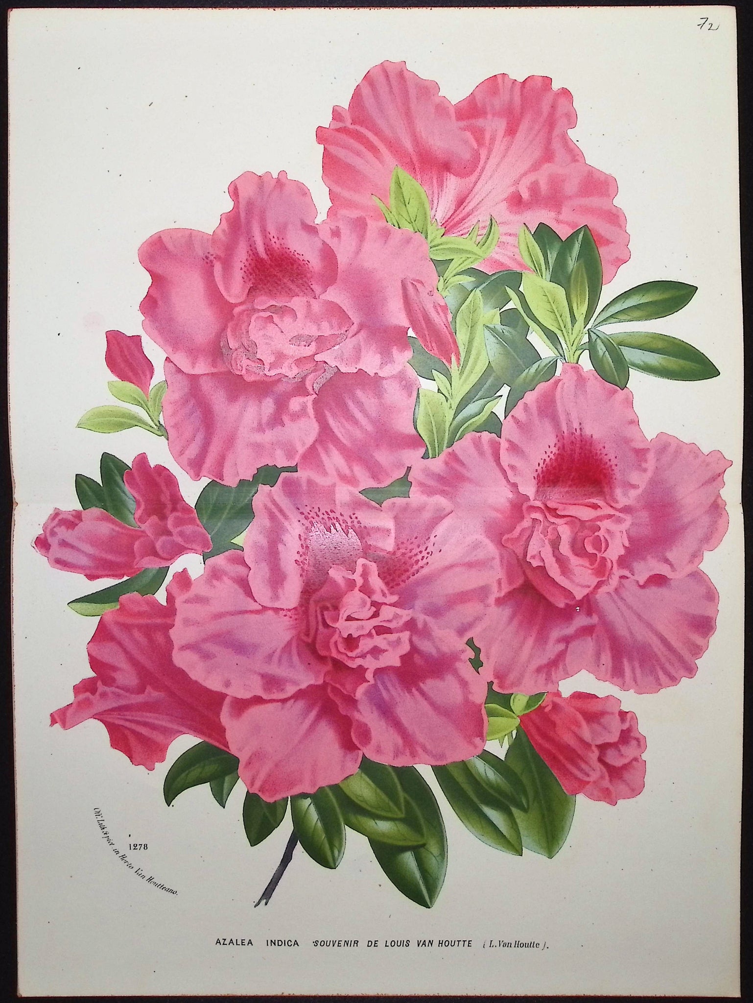 Azalea