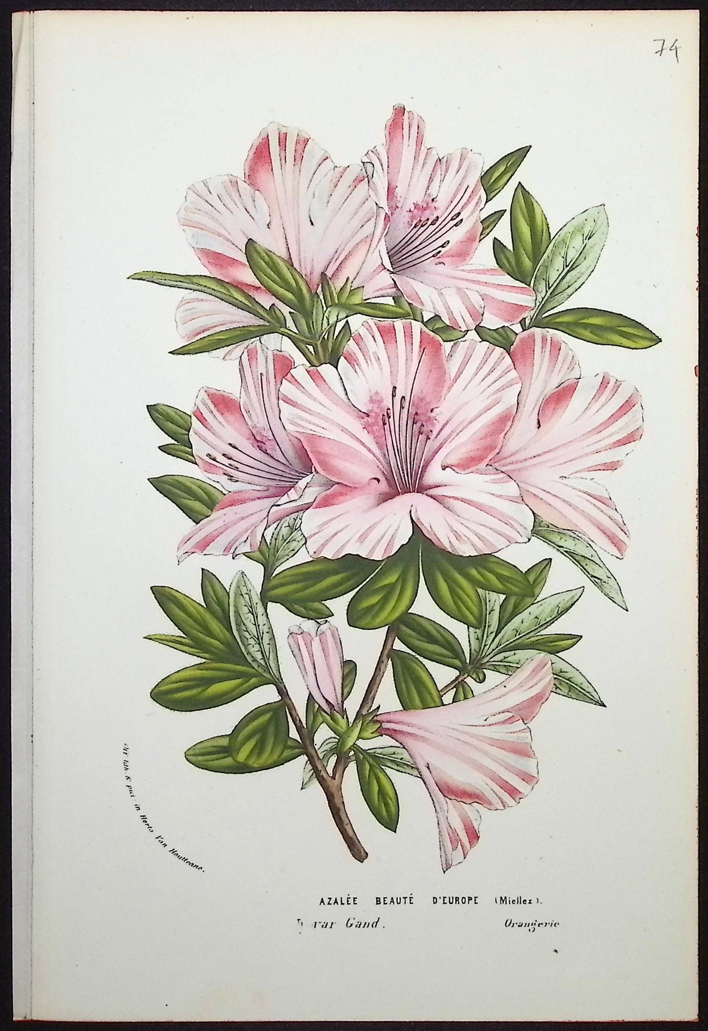Azalea