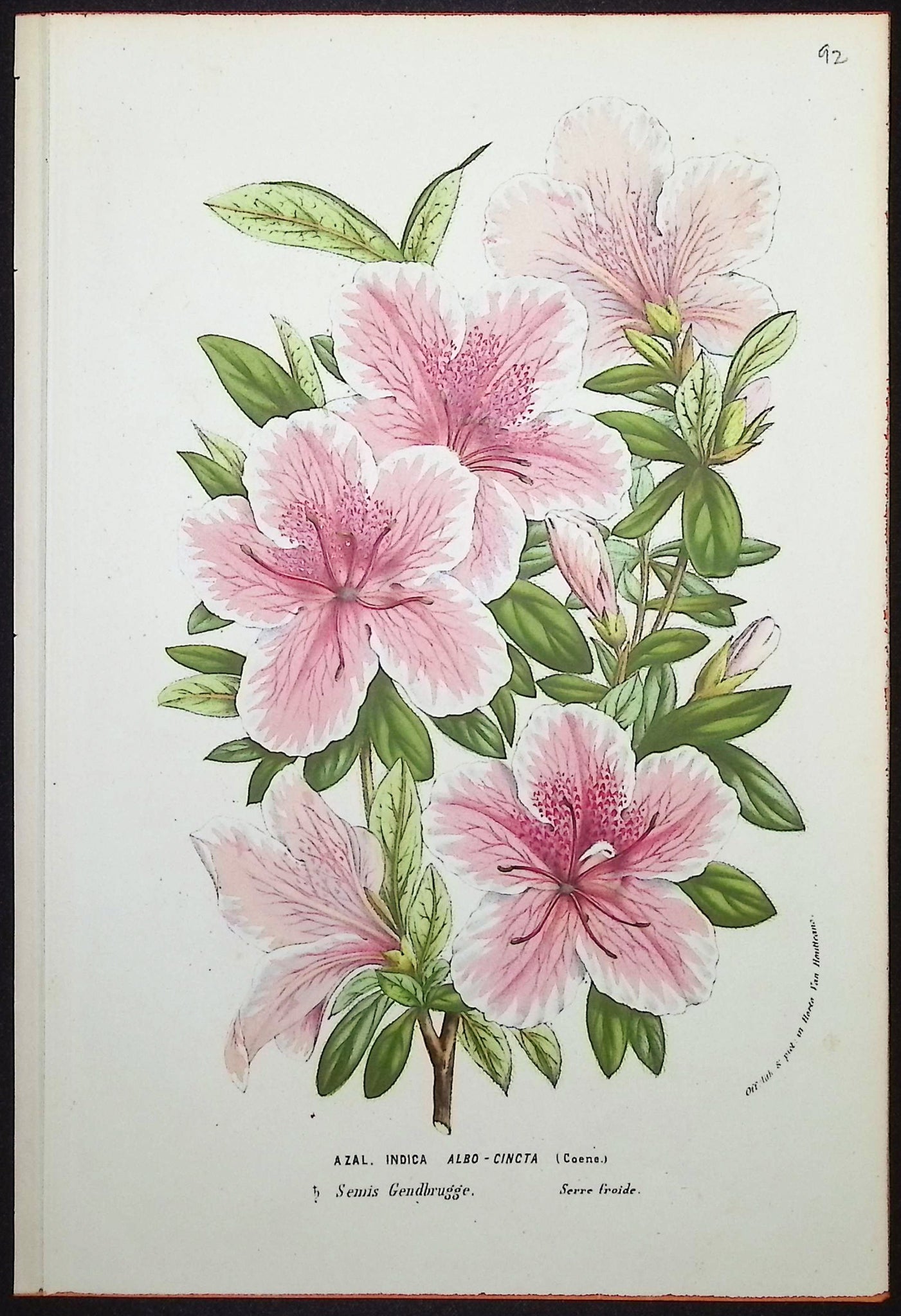 Azalea